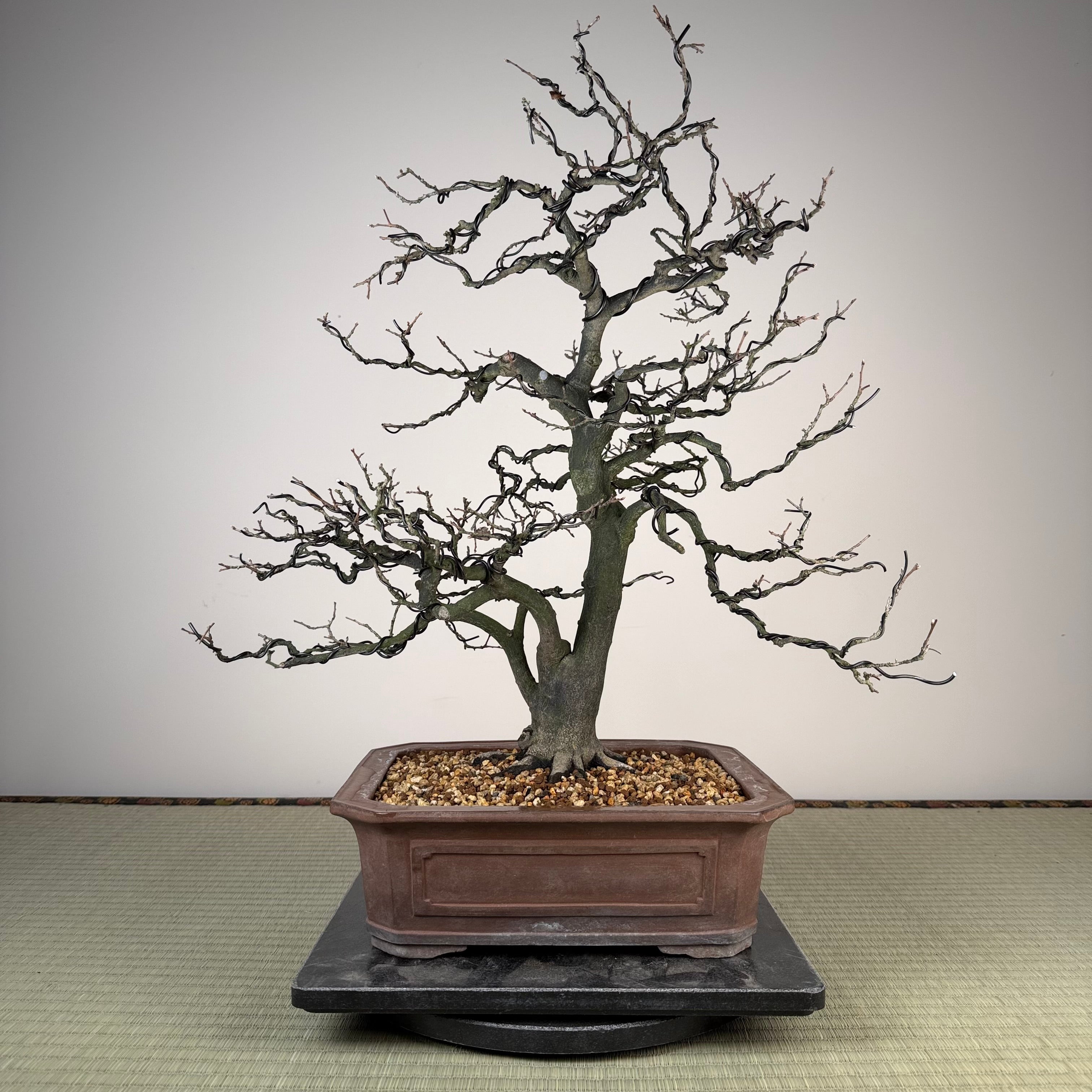 Diospyros rhombifolia 'Miyako Beni'