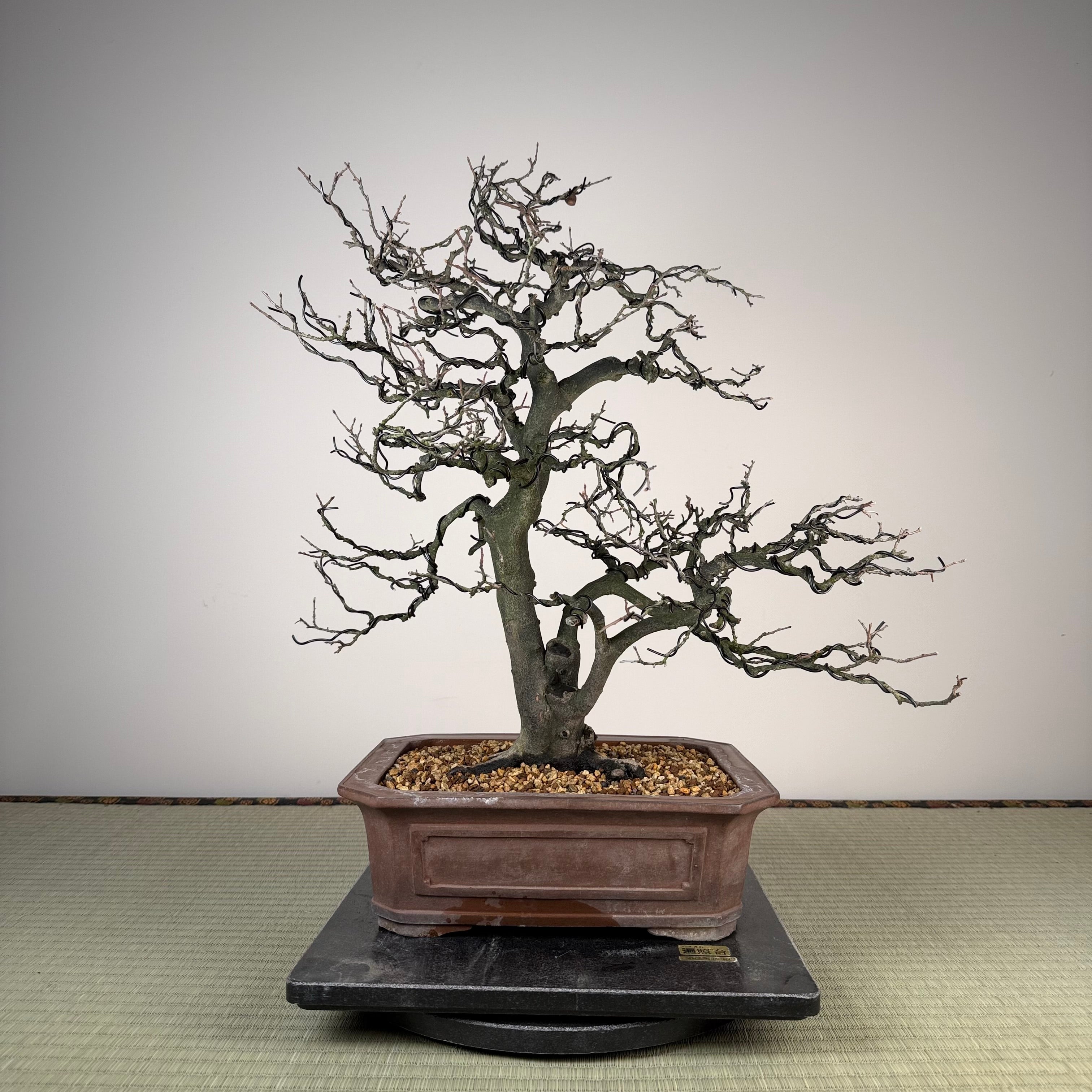 Diospyros rhombifolia 'Miyako Beni'