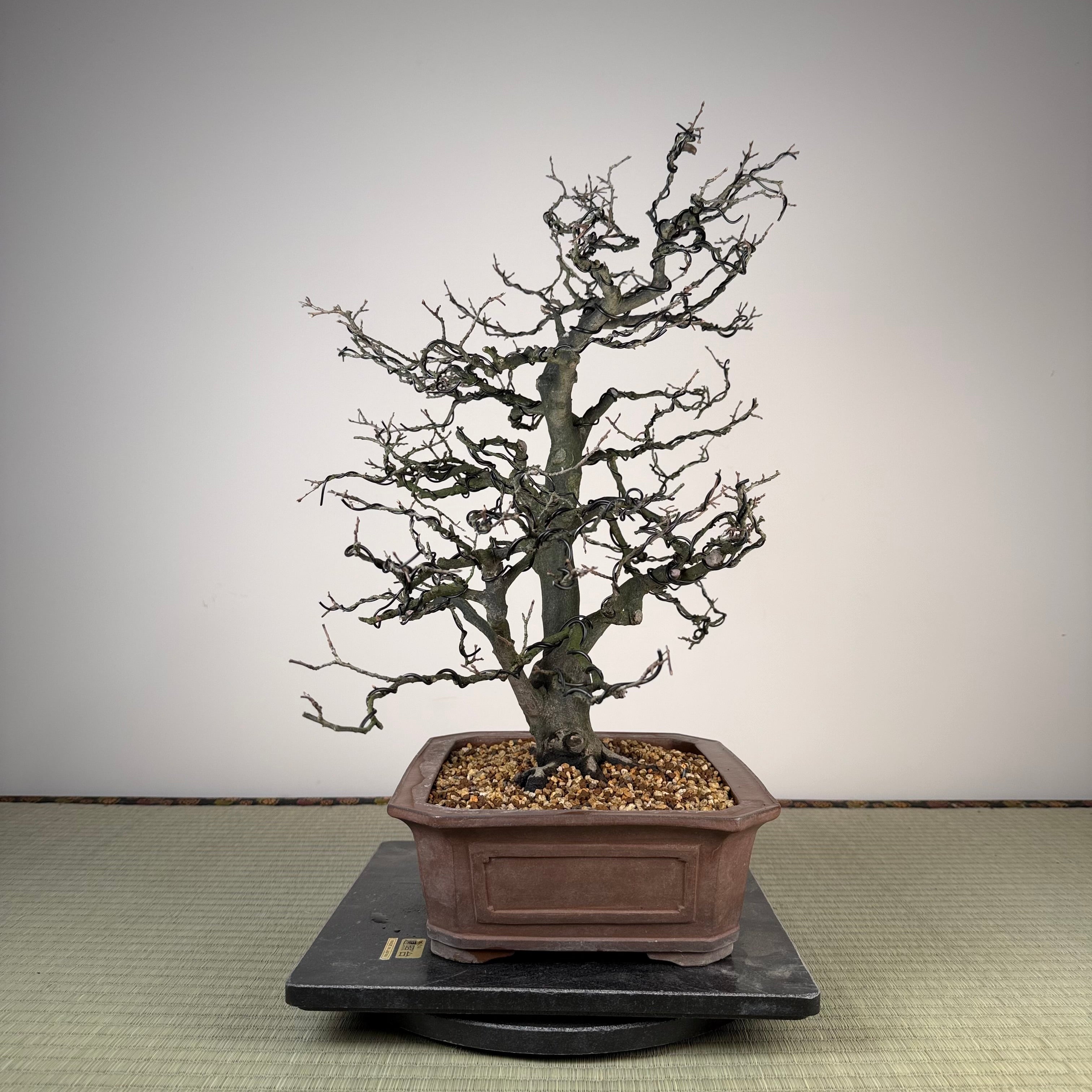 Diospyros rhombifolia 'Miyako Beni'