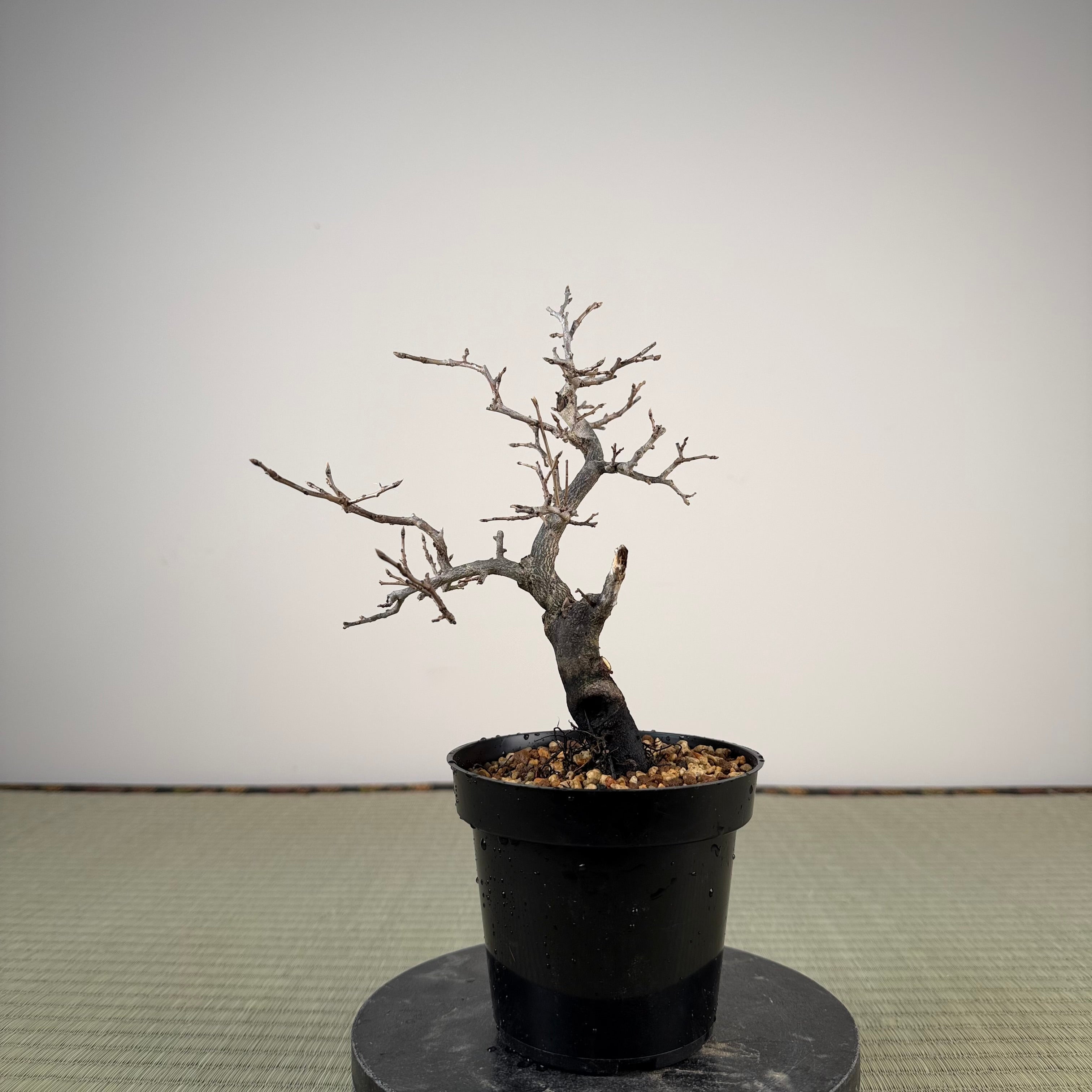 Diospyros rhombifolia (male)