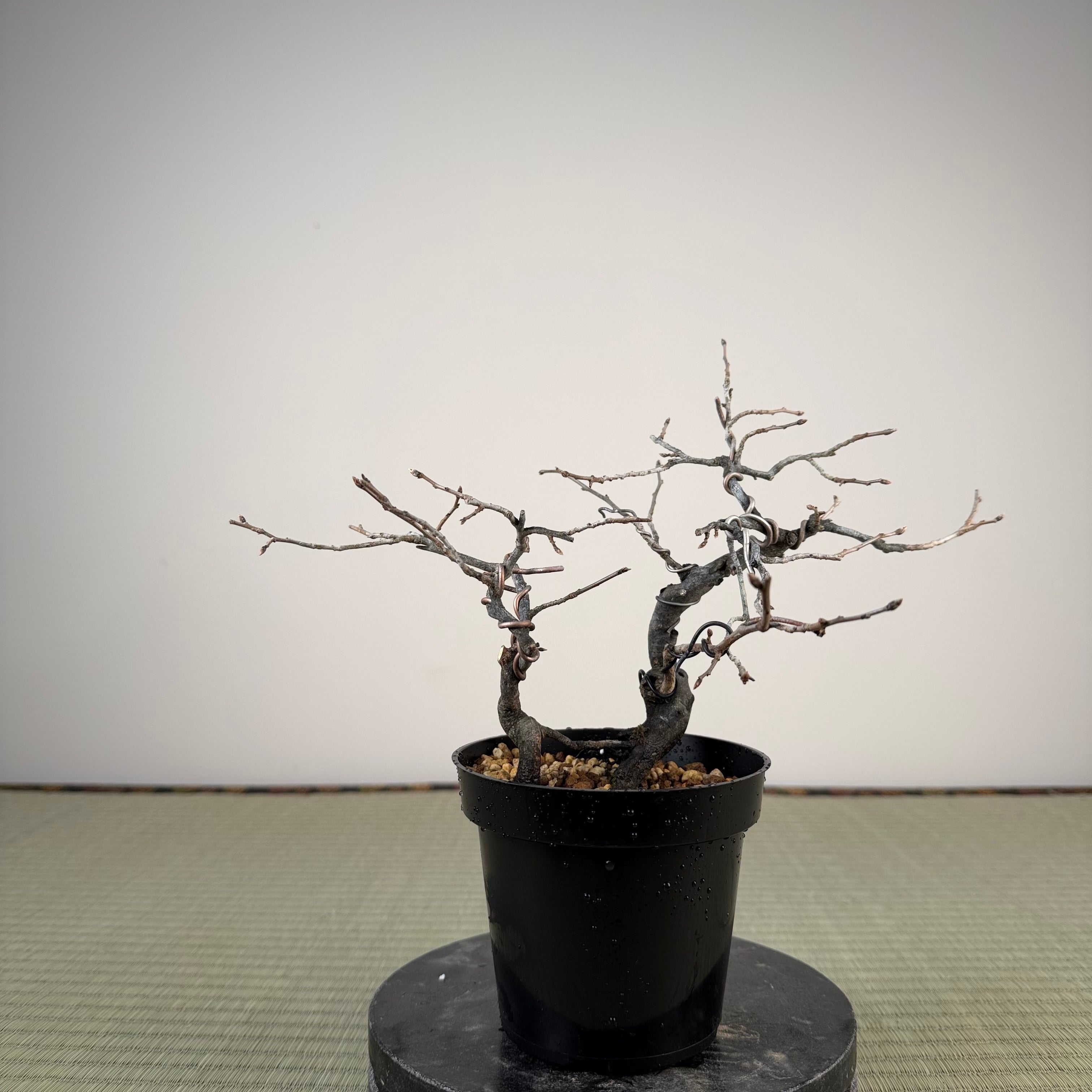 Diospyros rhombifolia