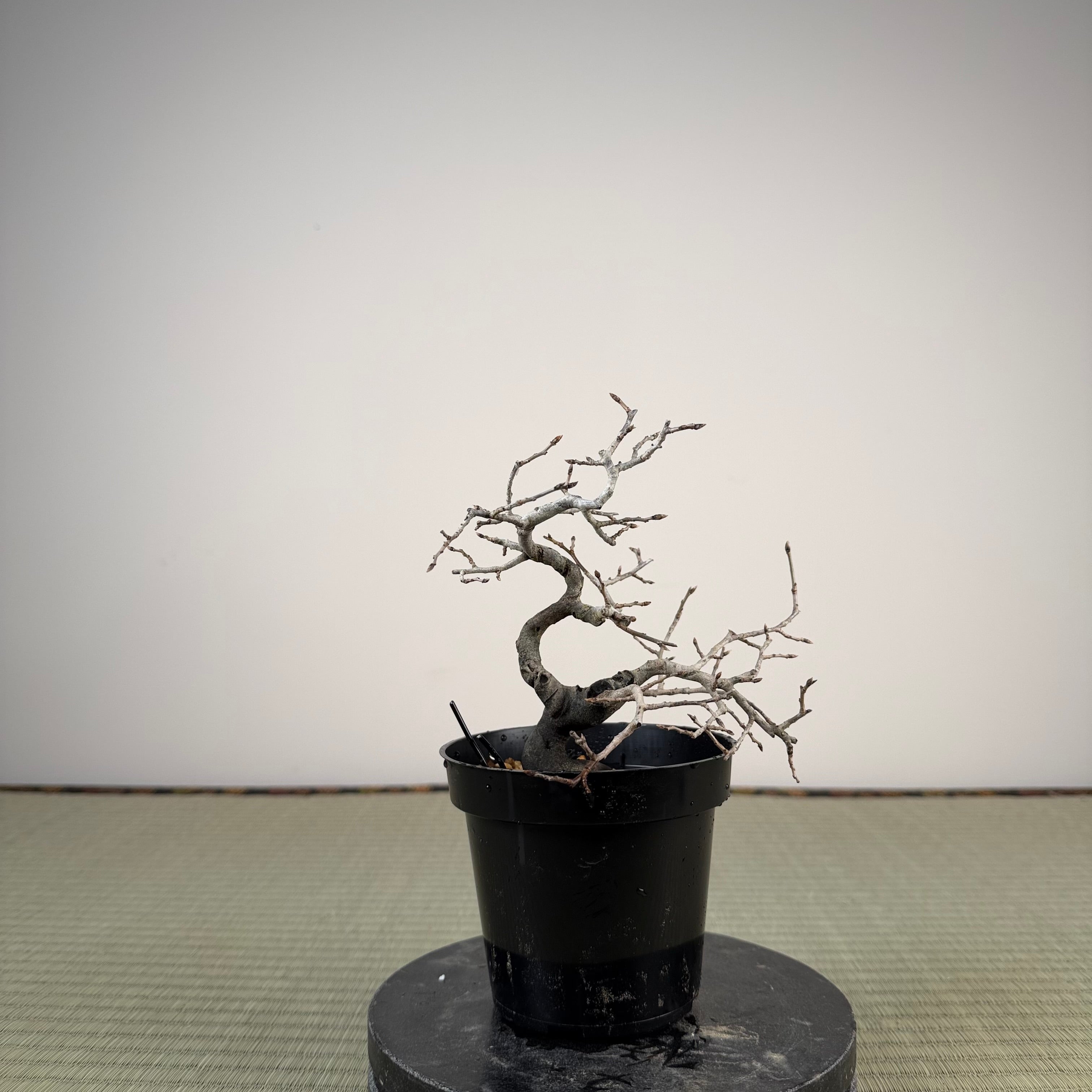 Diospyros rhombifolia (male)