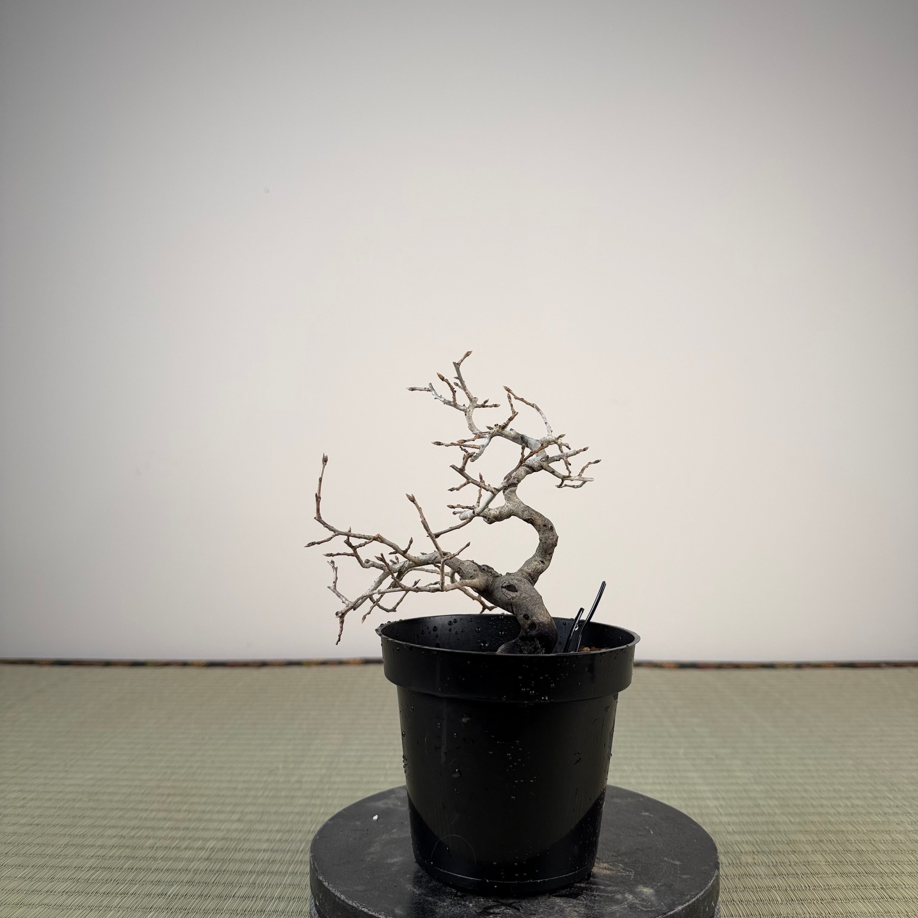 Diospyros rhombifolia (male)