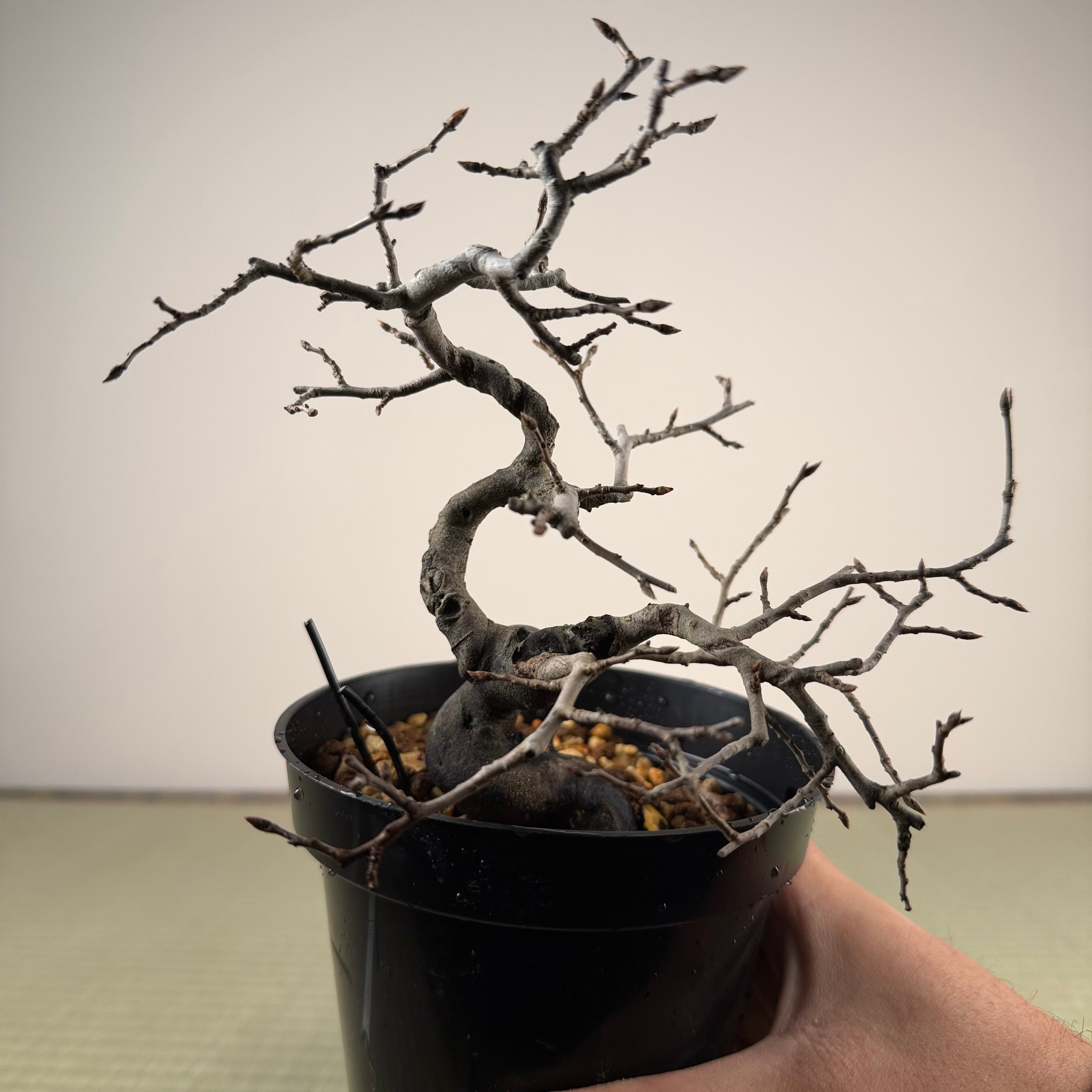 Diospyros rhombifolia (male)