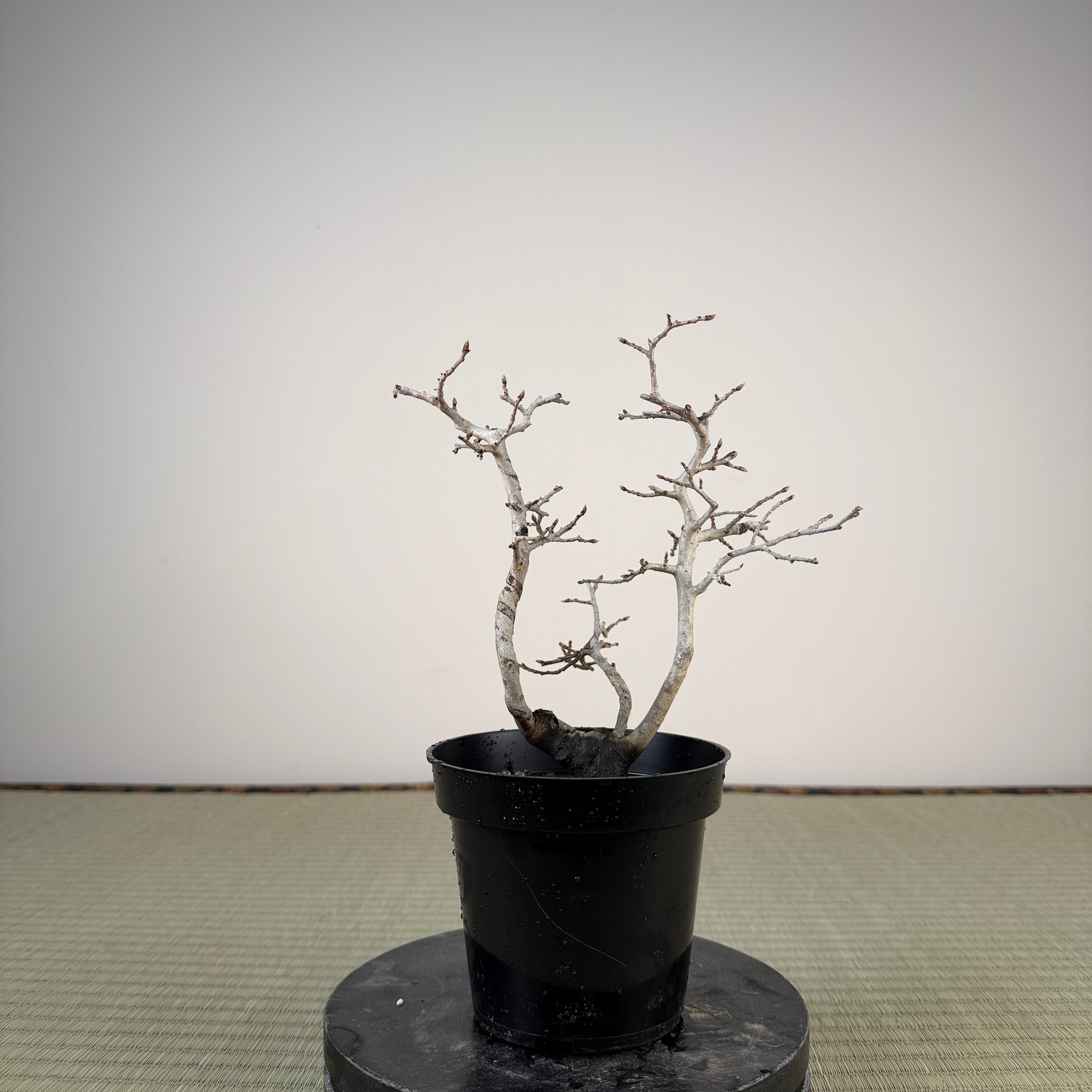 Diospyros rhombifolia (male)