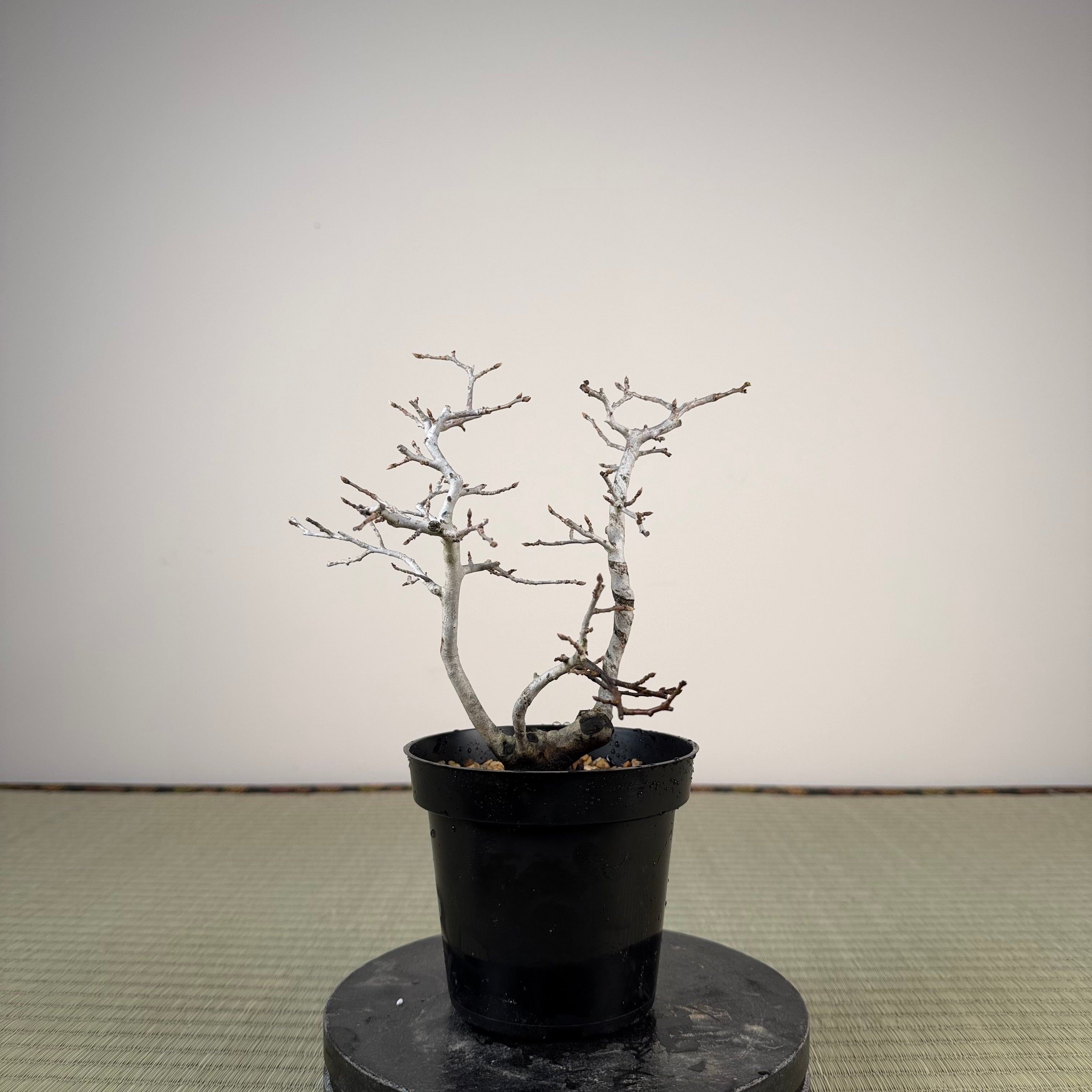 Diospyros rhombifolia (male)