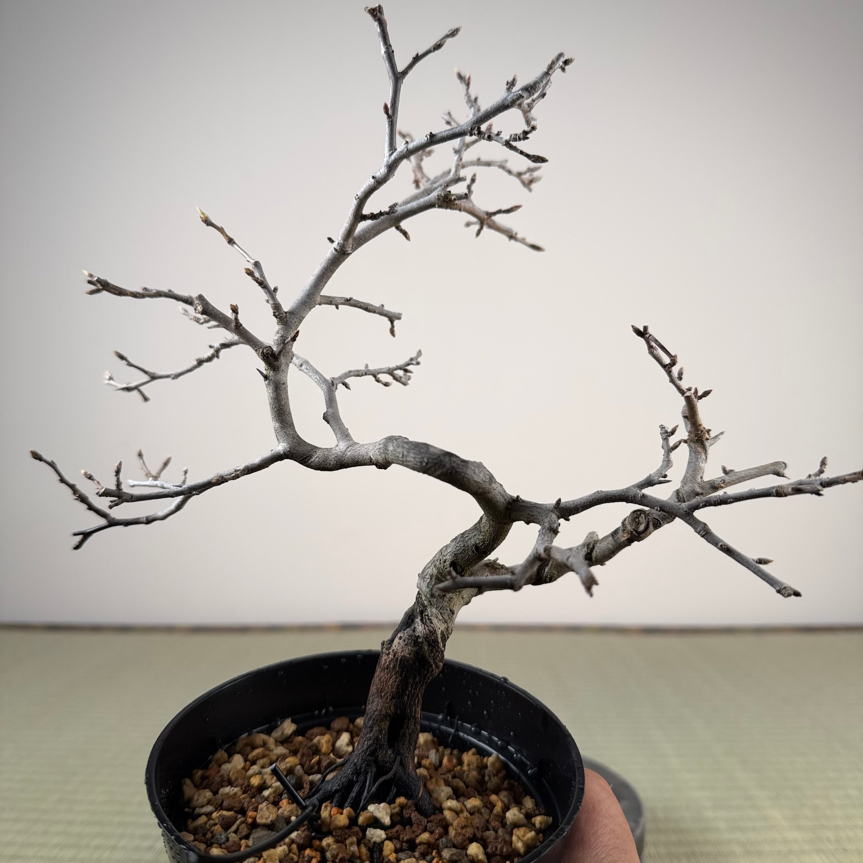 Diospyros rhombifolia 'Tohoku'