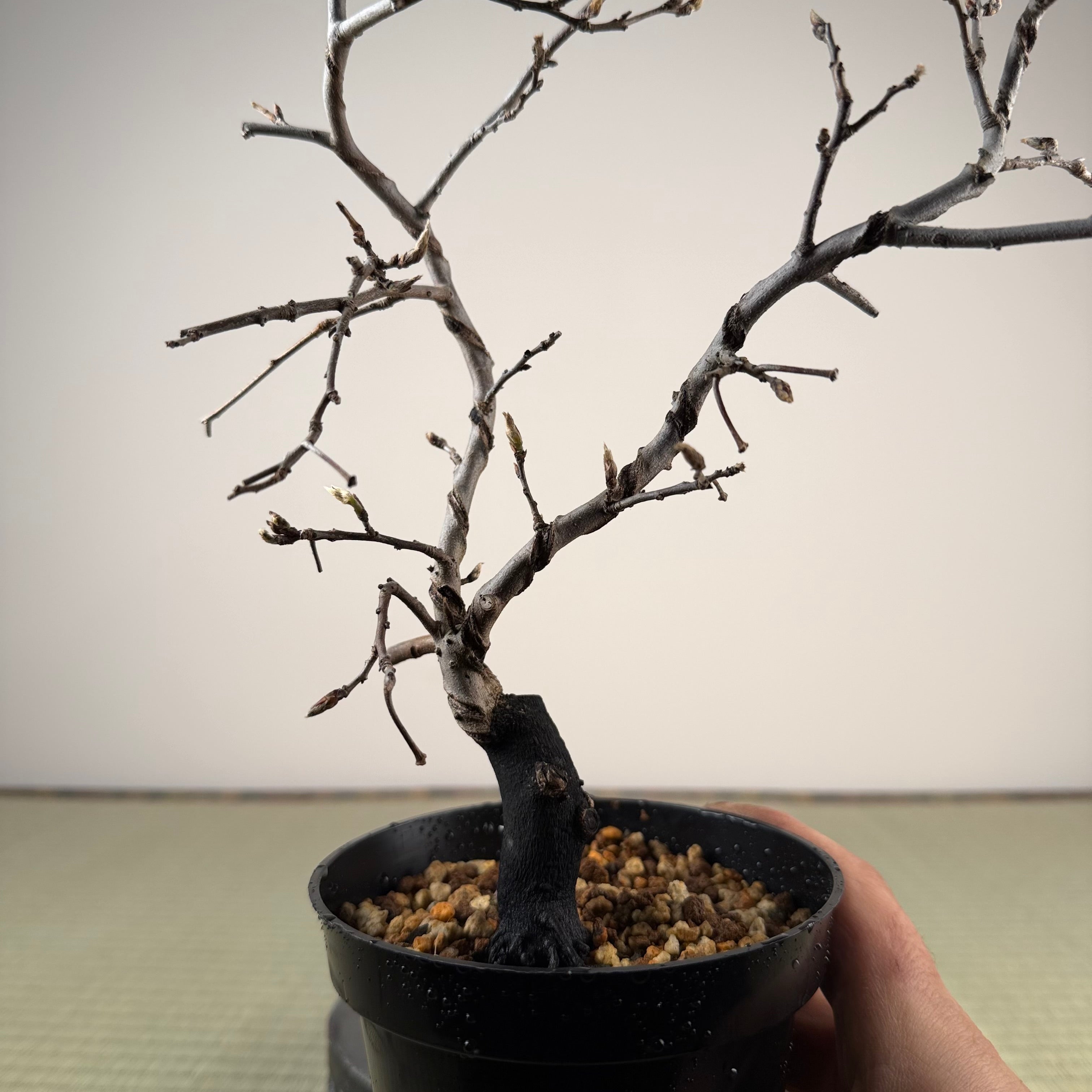 Diospyros rhombifolia