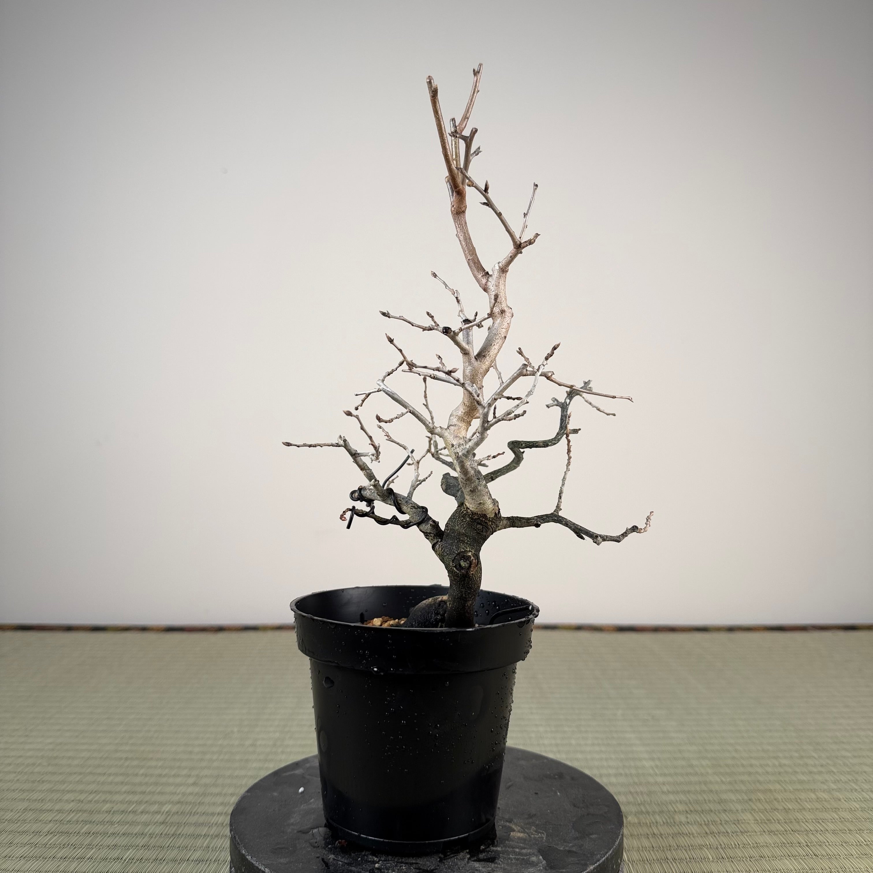 Diospyros rhombifolia