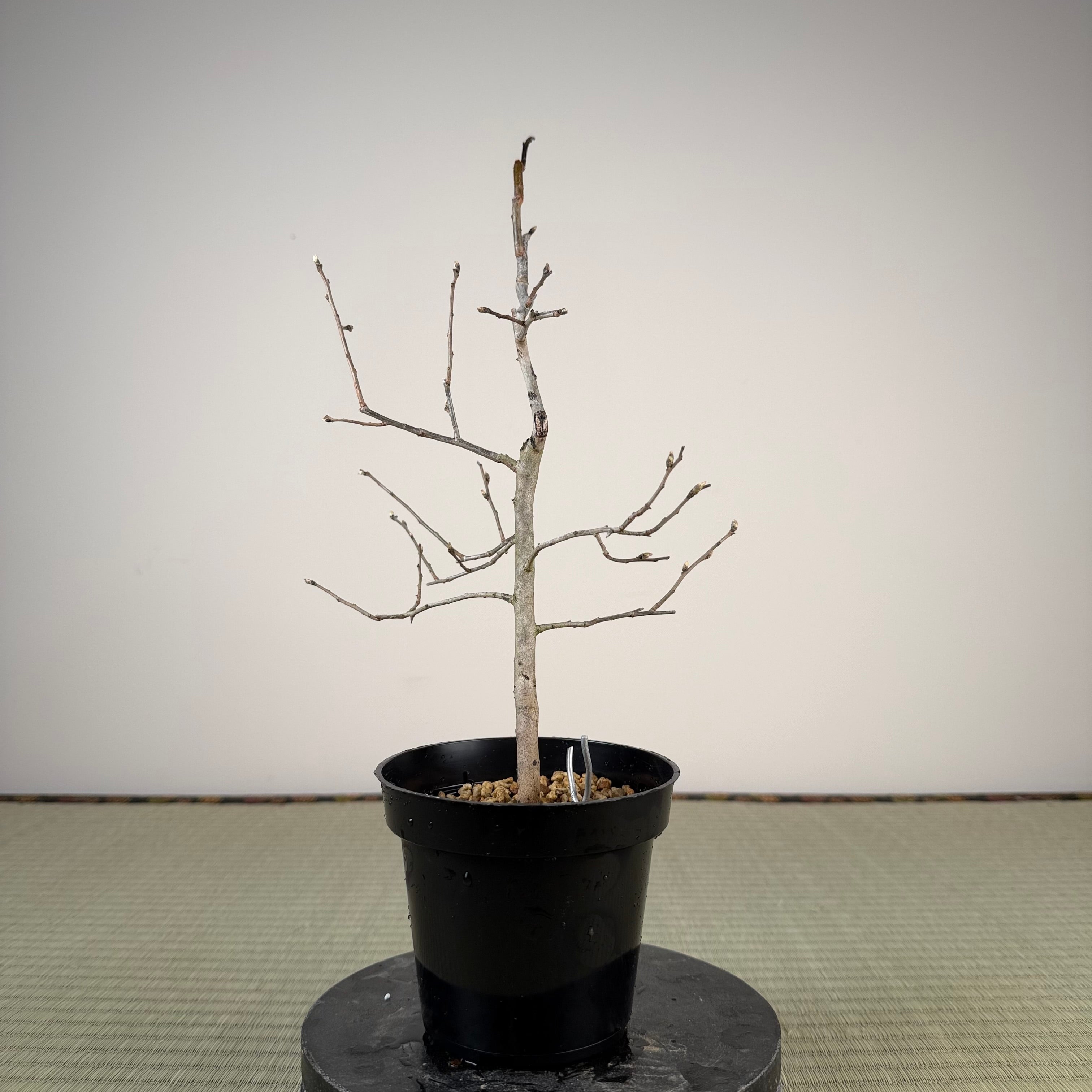 Diospyros rhombifolia 'Chichibu Beni'