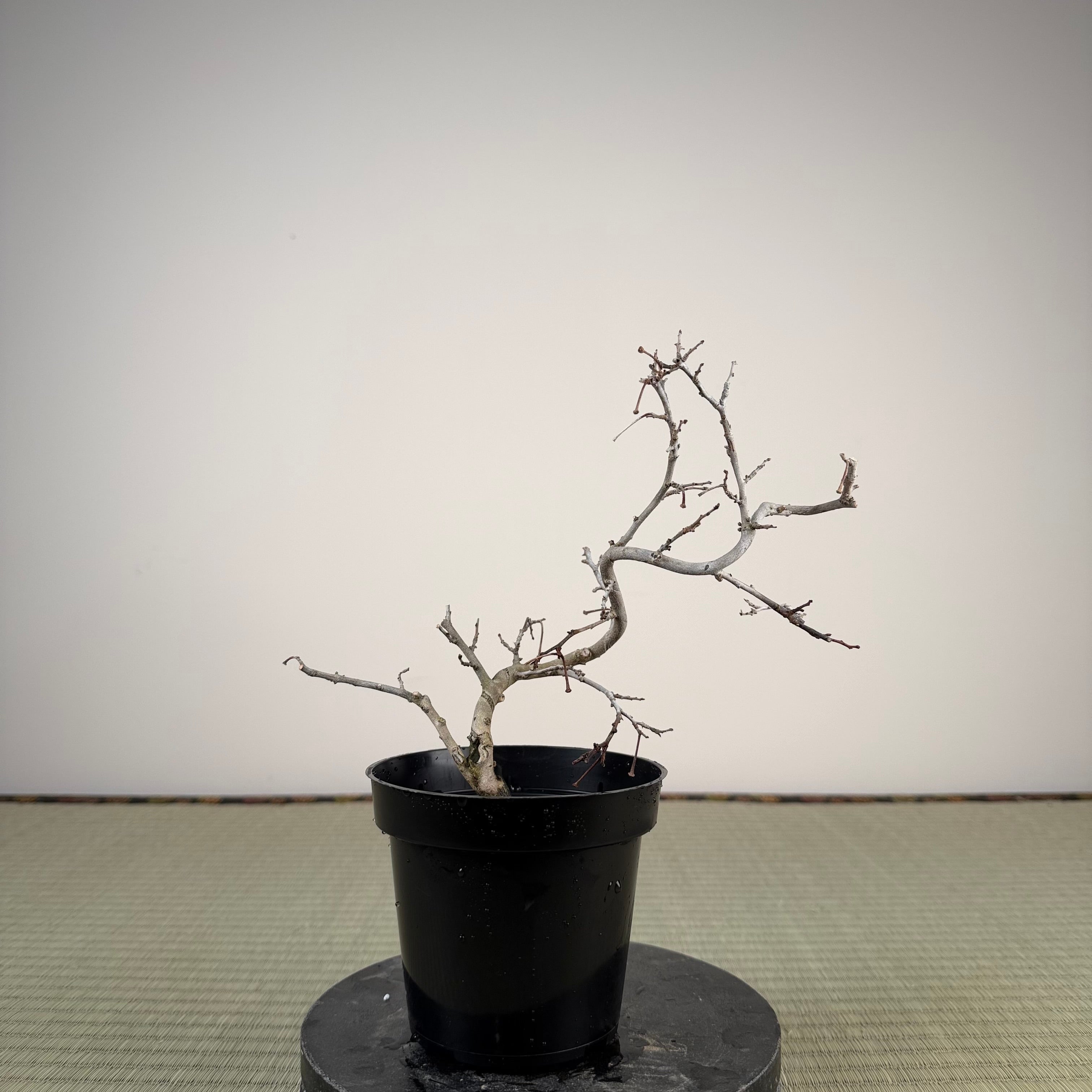 Diospyros rhombifolia