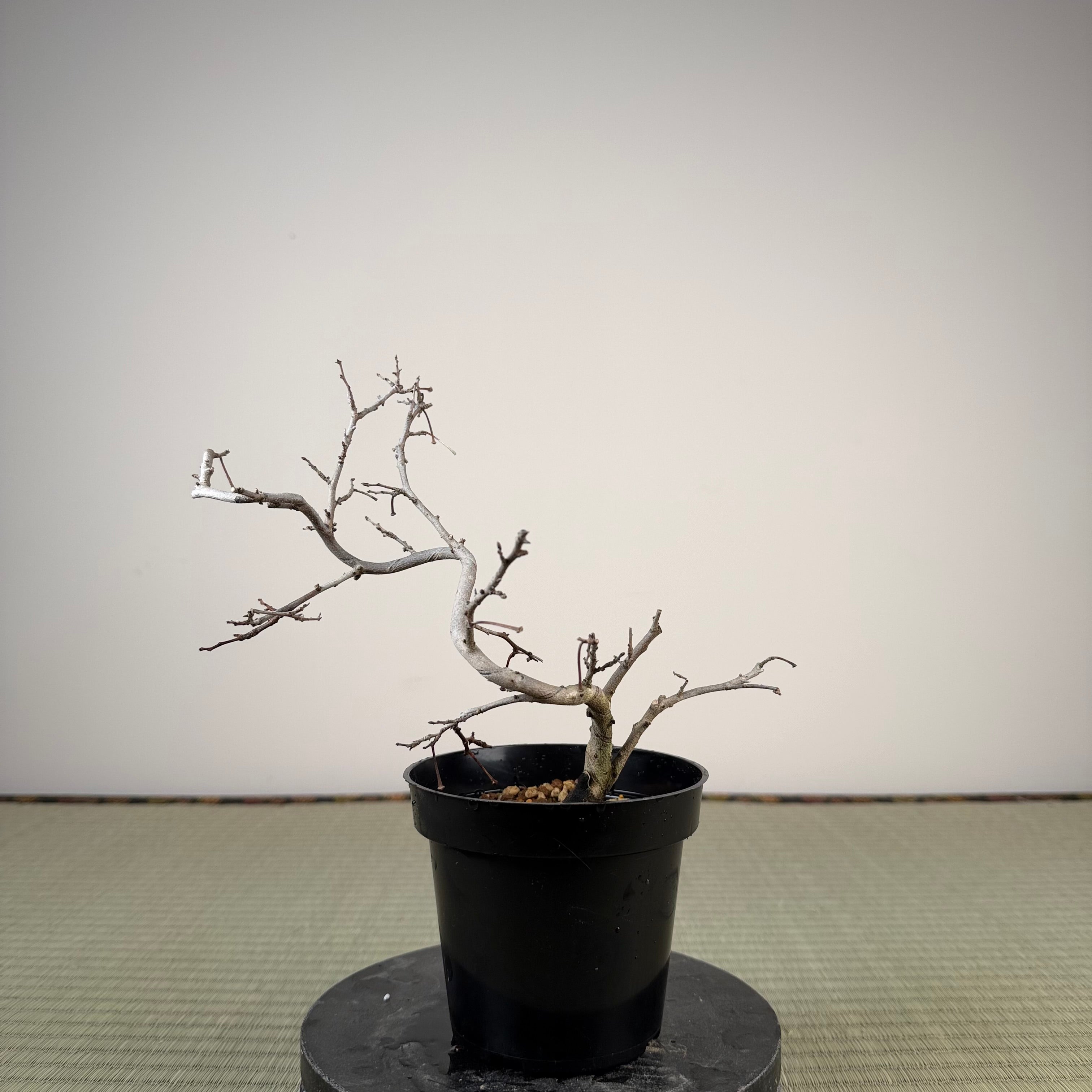 Diospyros rhombifolia