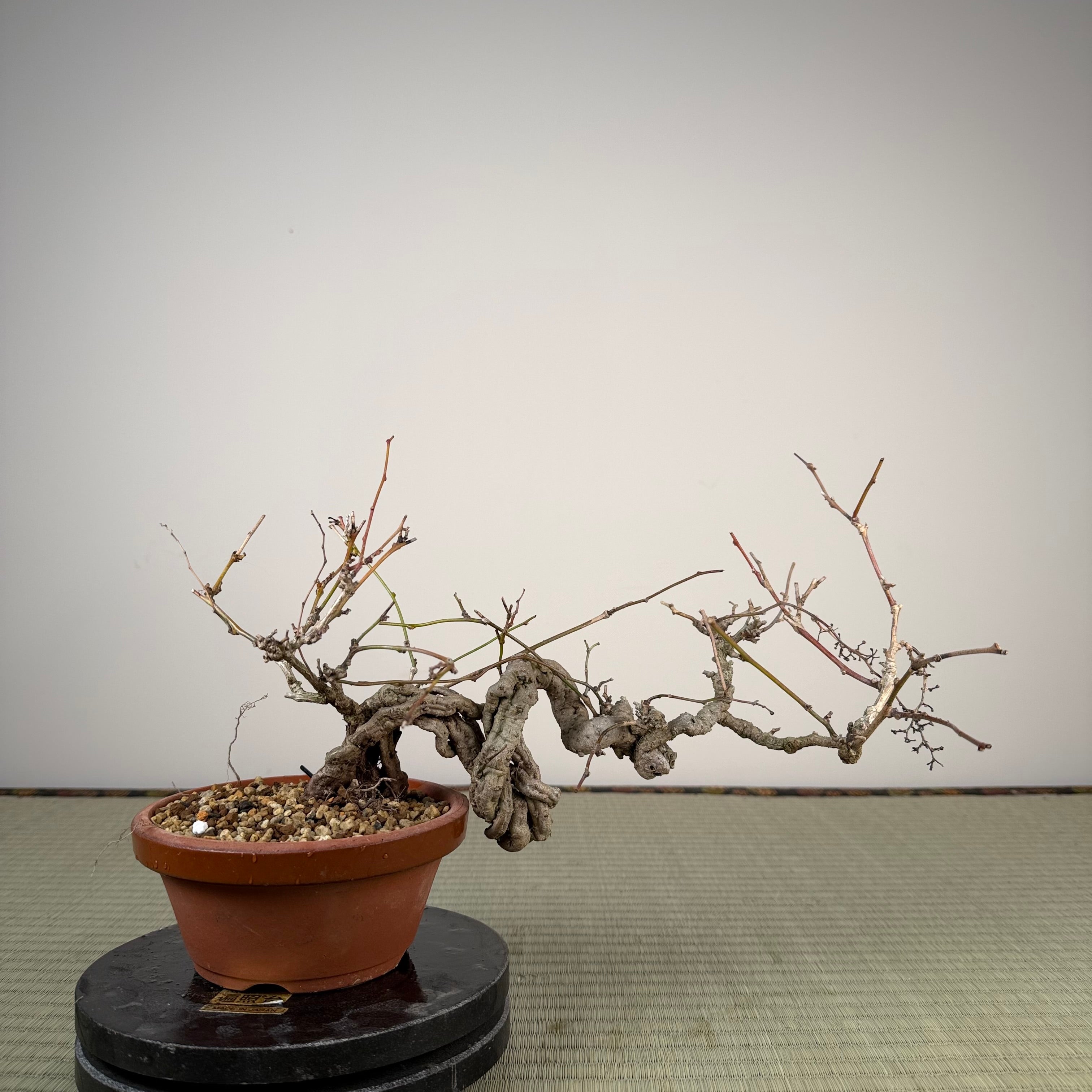 Cocculus orbiculatus