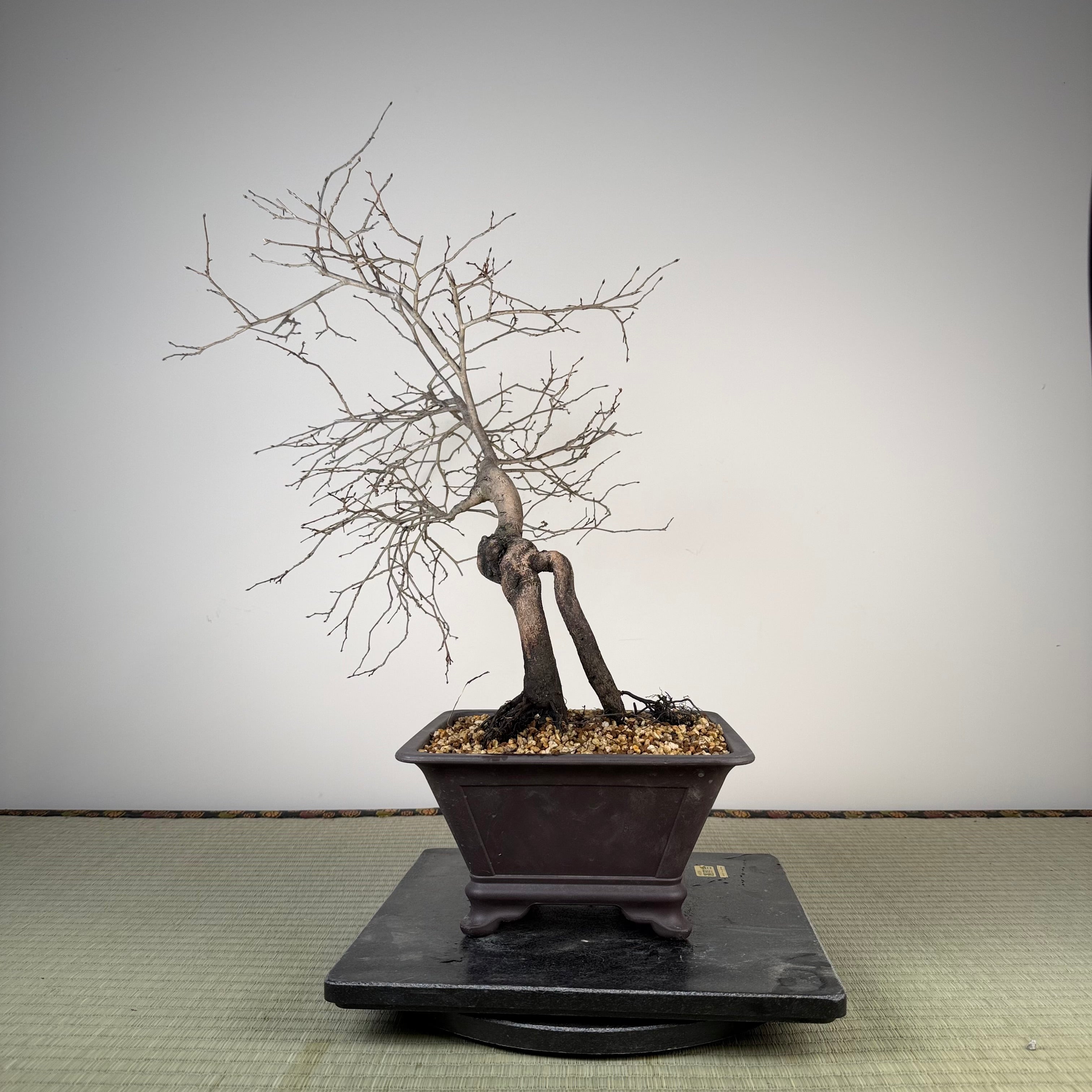 Diospyros rhombifolia