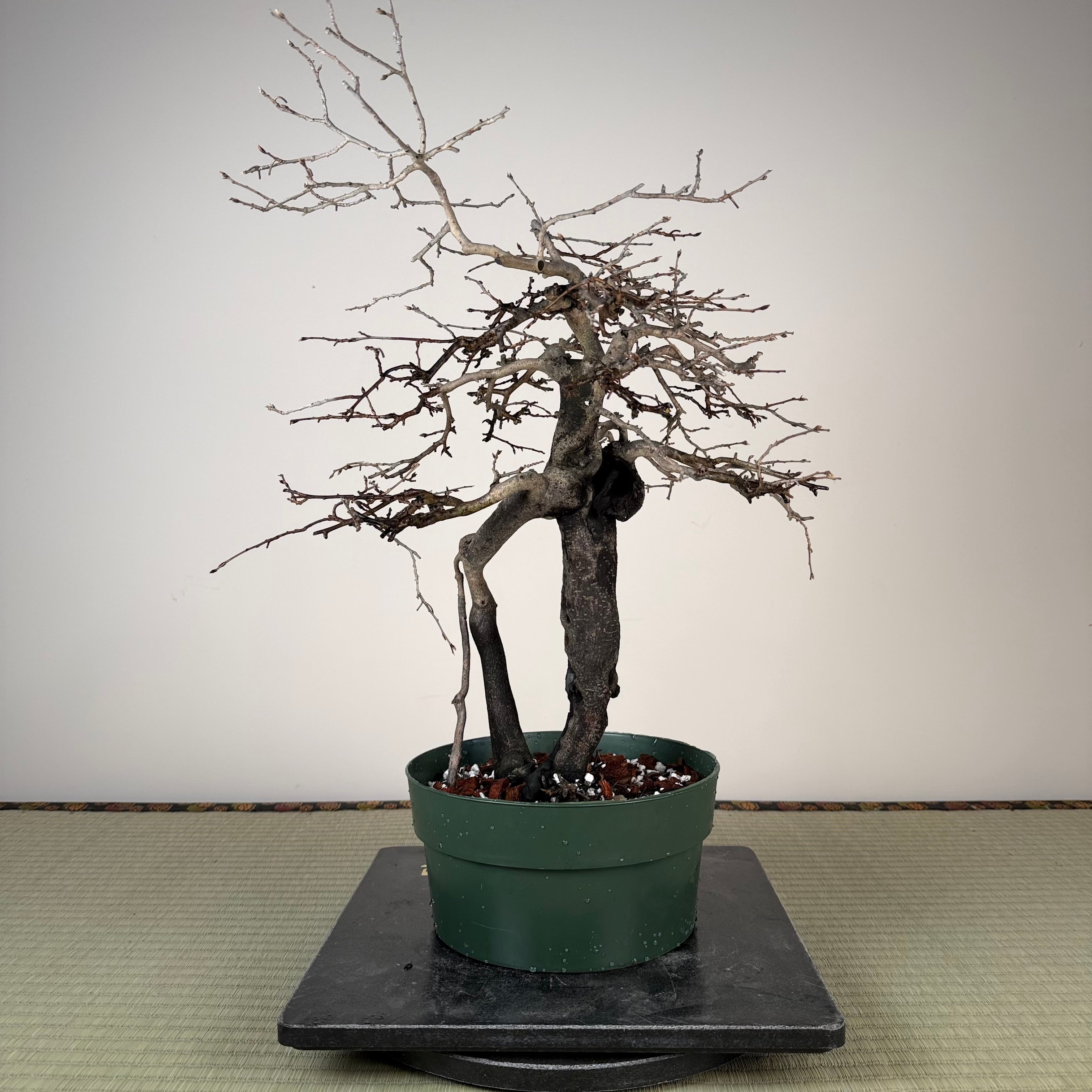 Diospyros rhombifolia