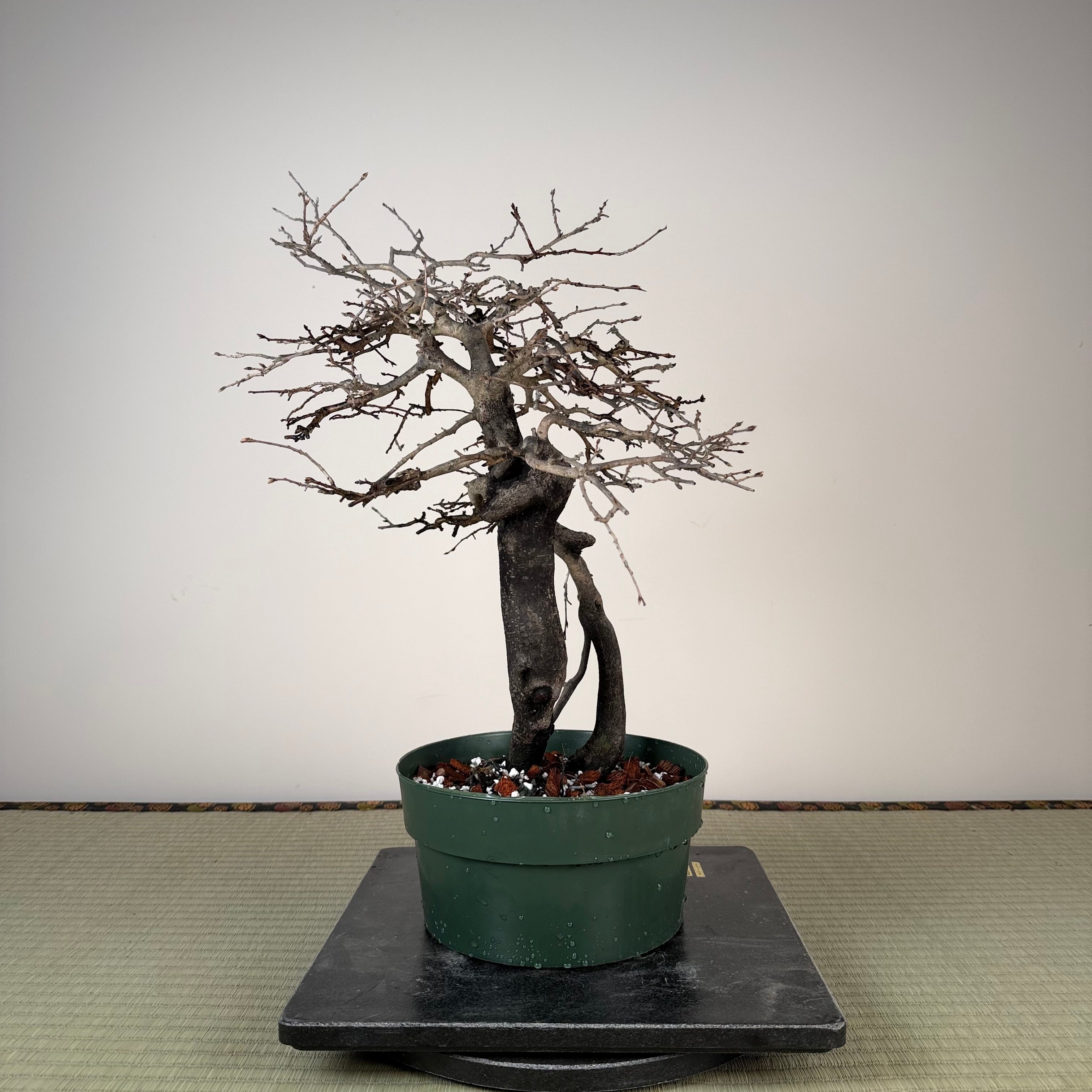 Diospyros rhombifolia