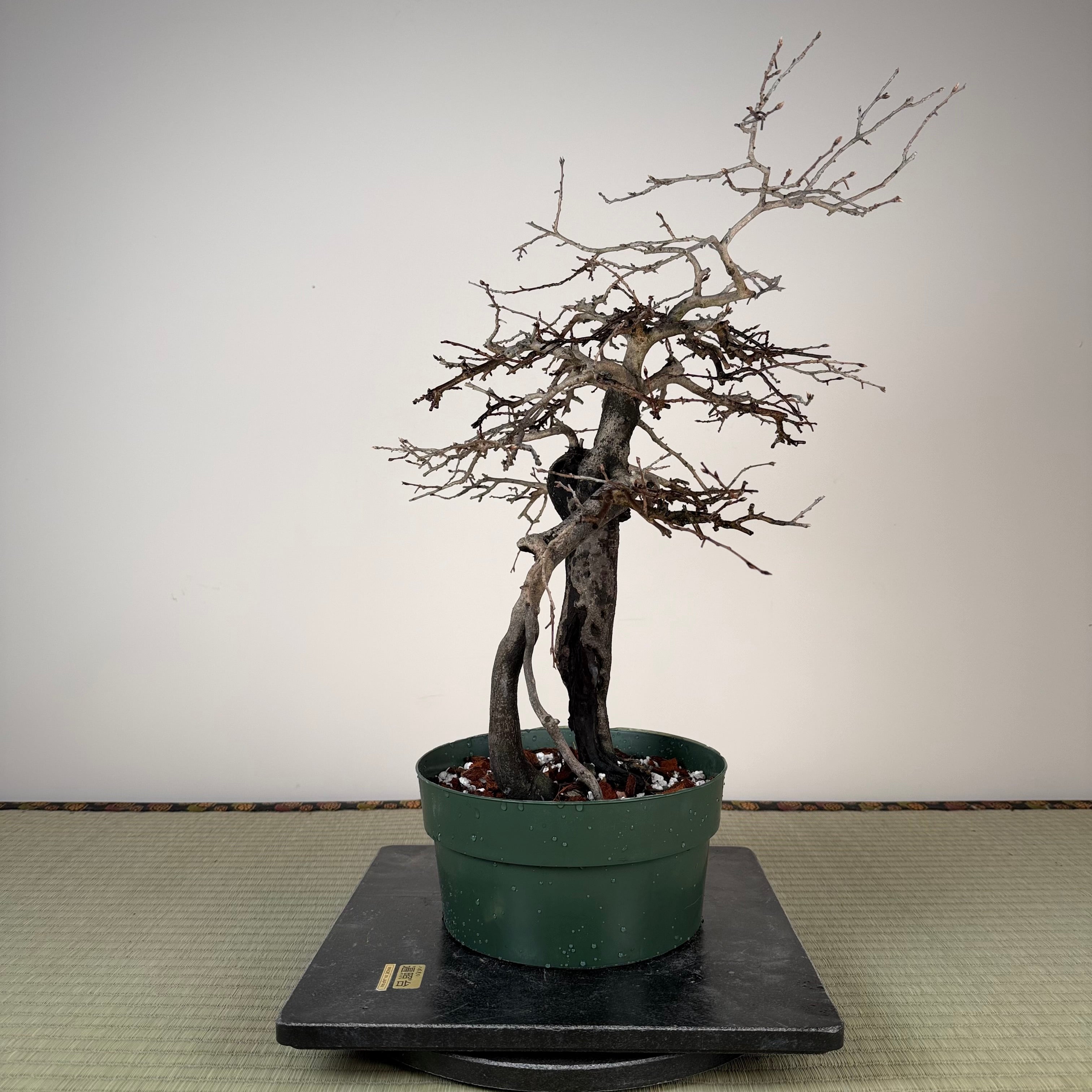 Diospyros rhombifolia