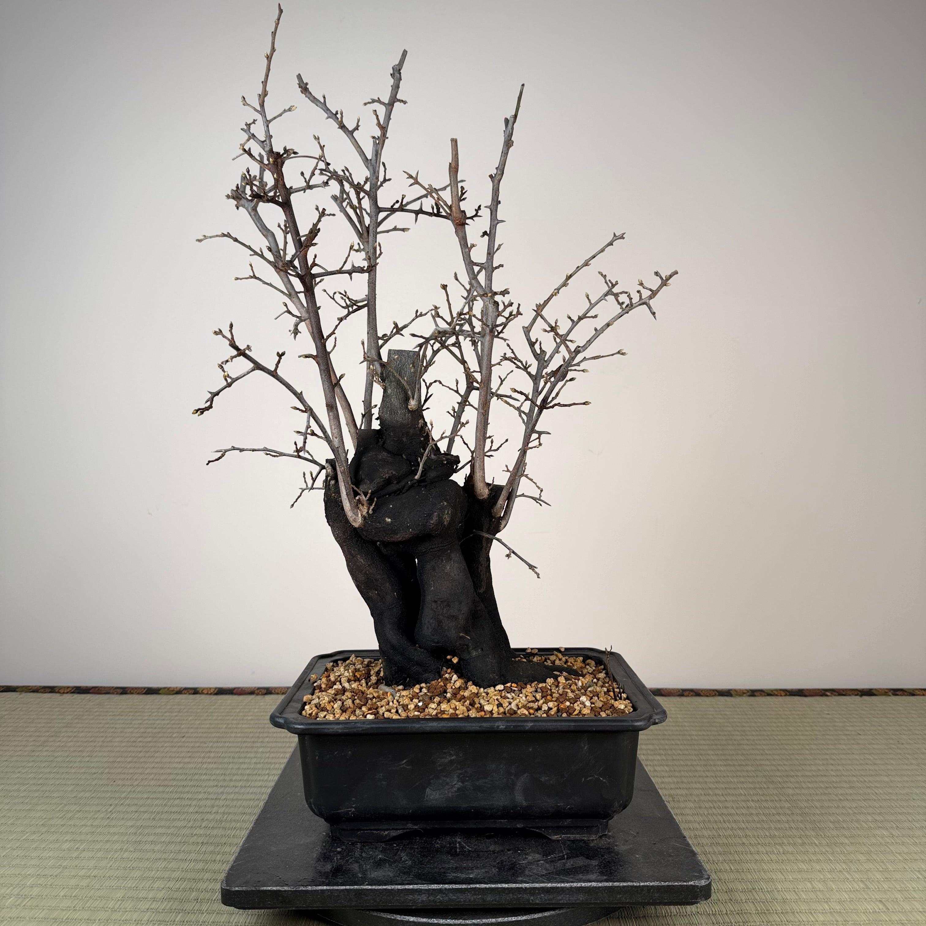 Diospyros rhombifolia