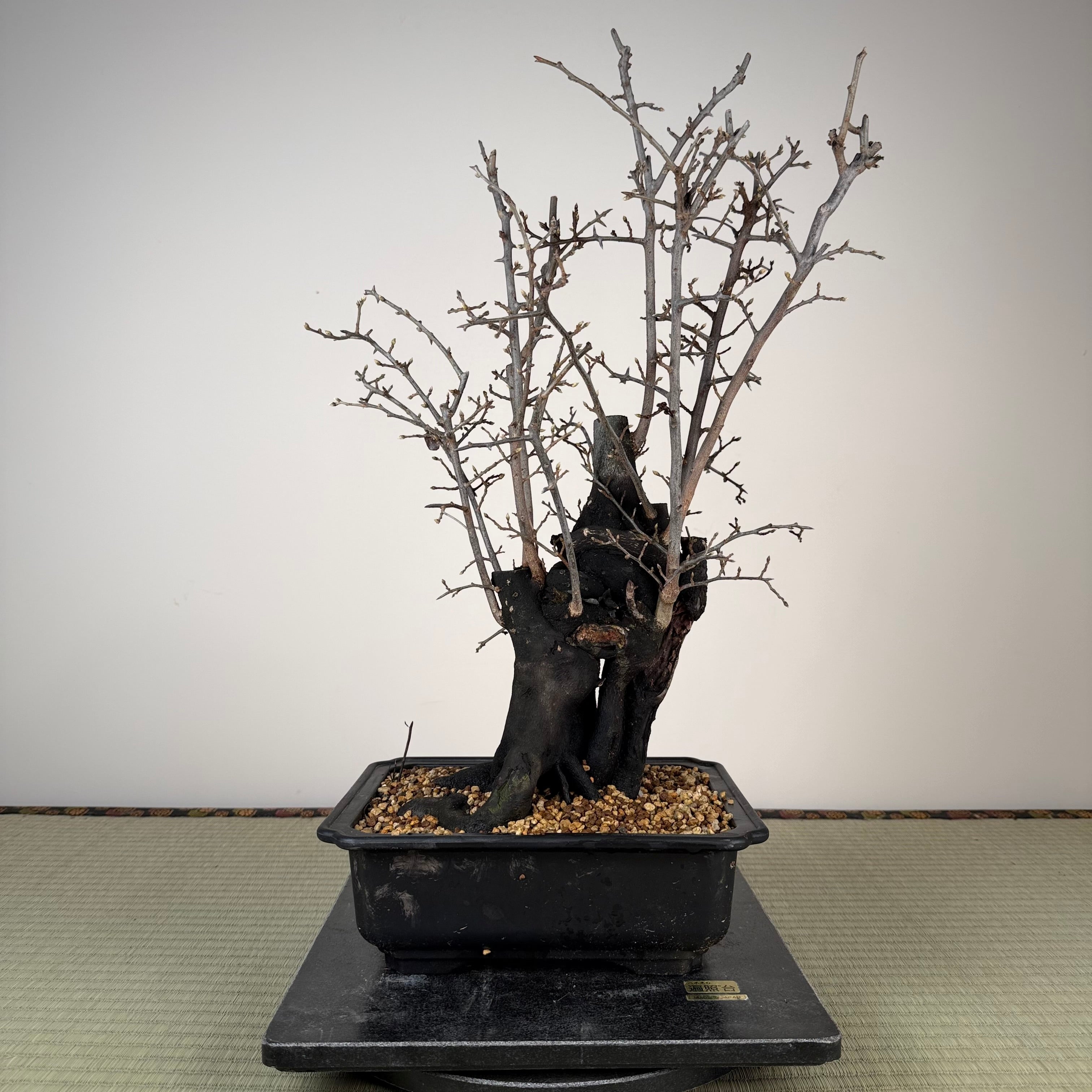 Diospyros rhombifolia