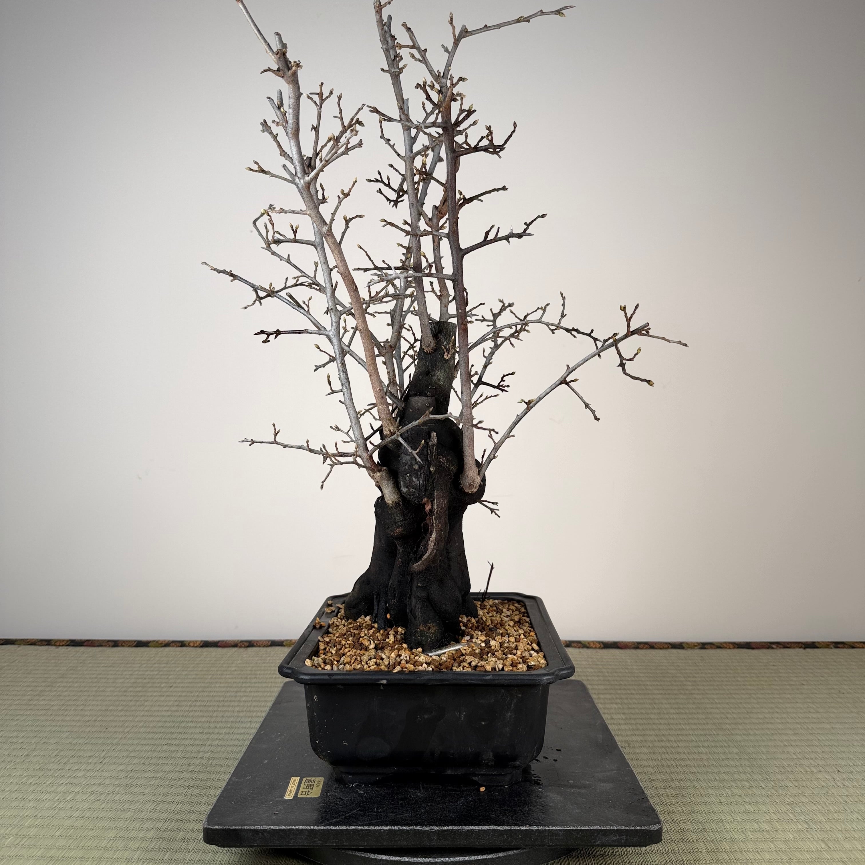 Diospyros rhombifolia