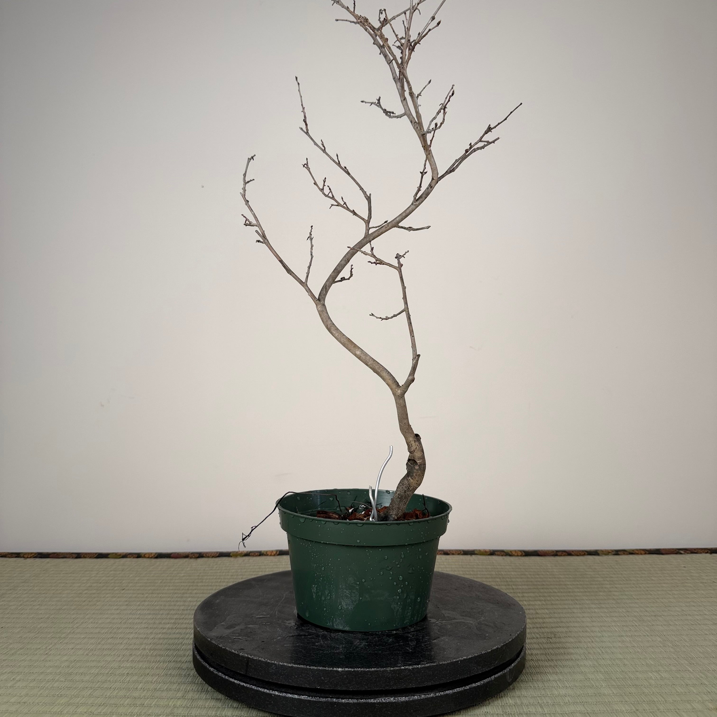 Diospyros rhombifolia