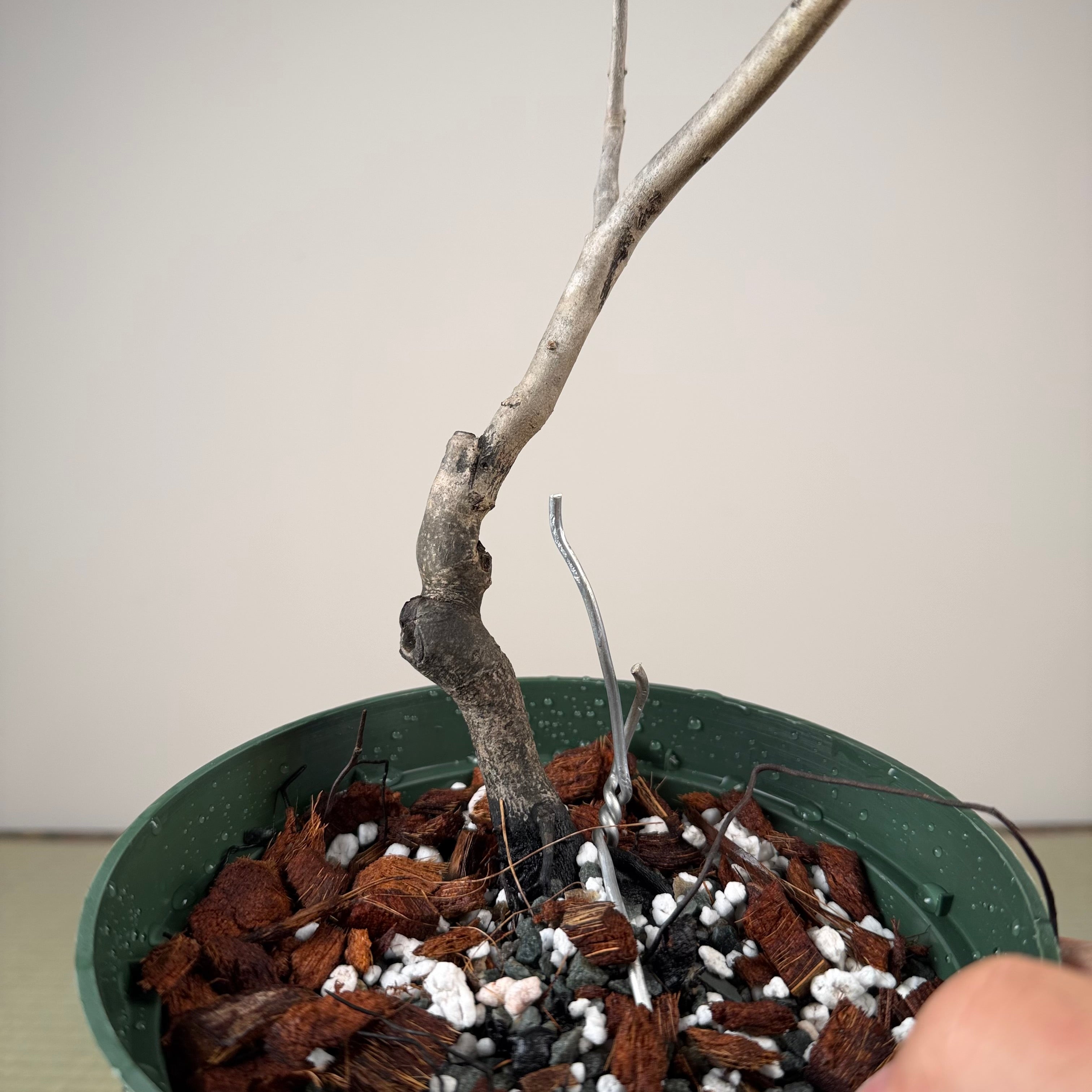 Diospyros rhombifolia