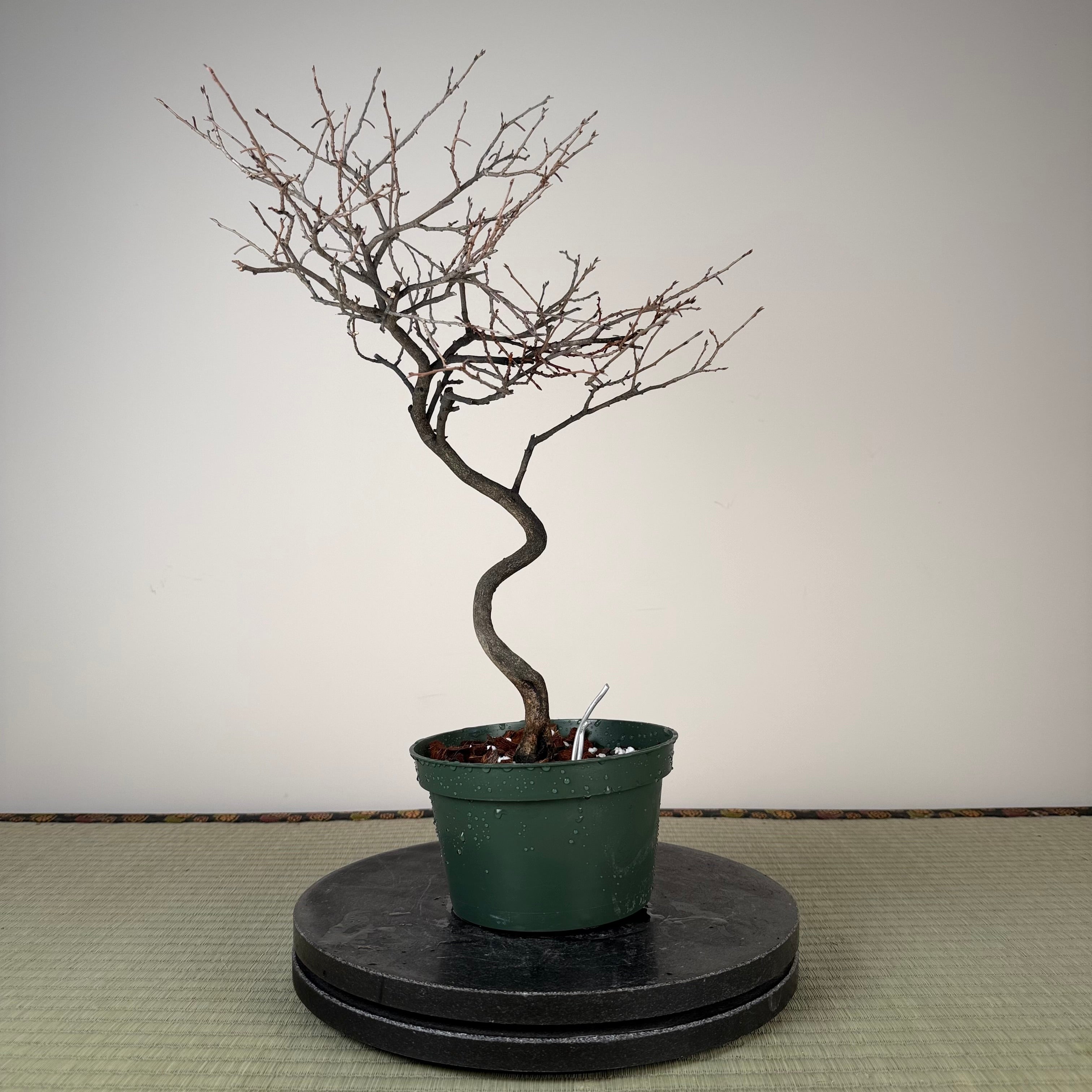 Diospyros rhombifolia