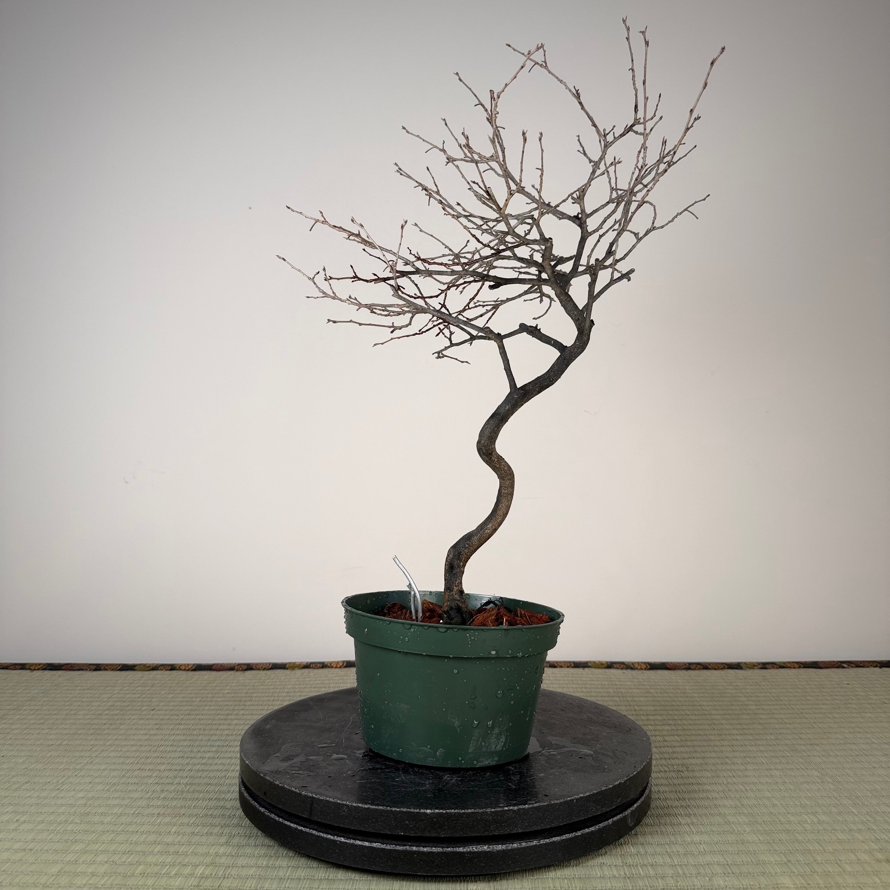 Diospyros rhombifolia