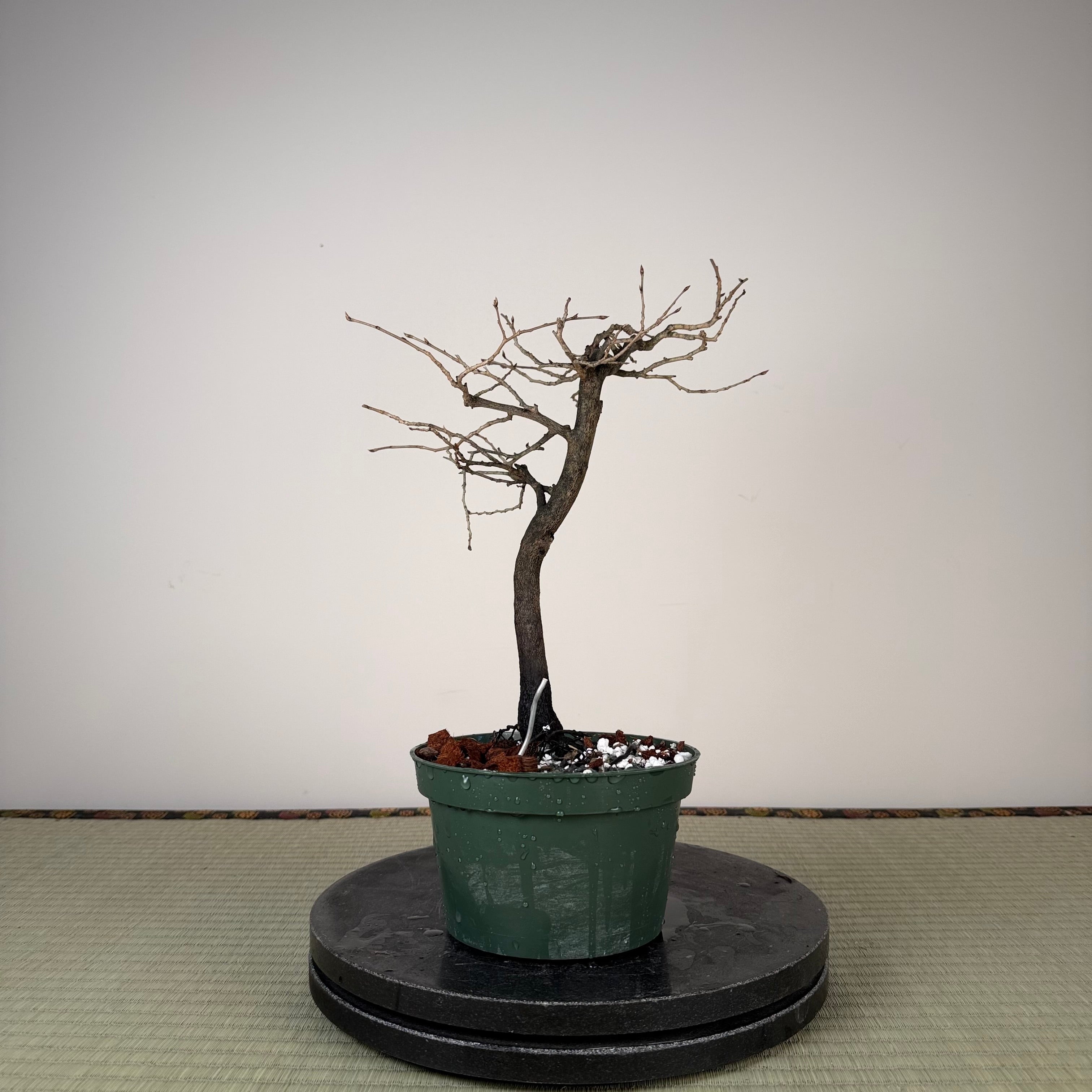 Diospyros rhombifolia