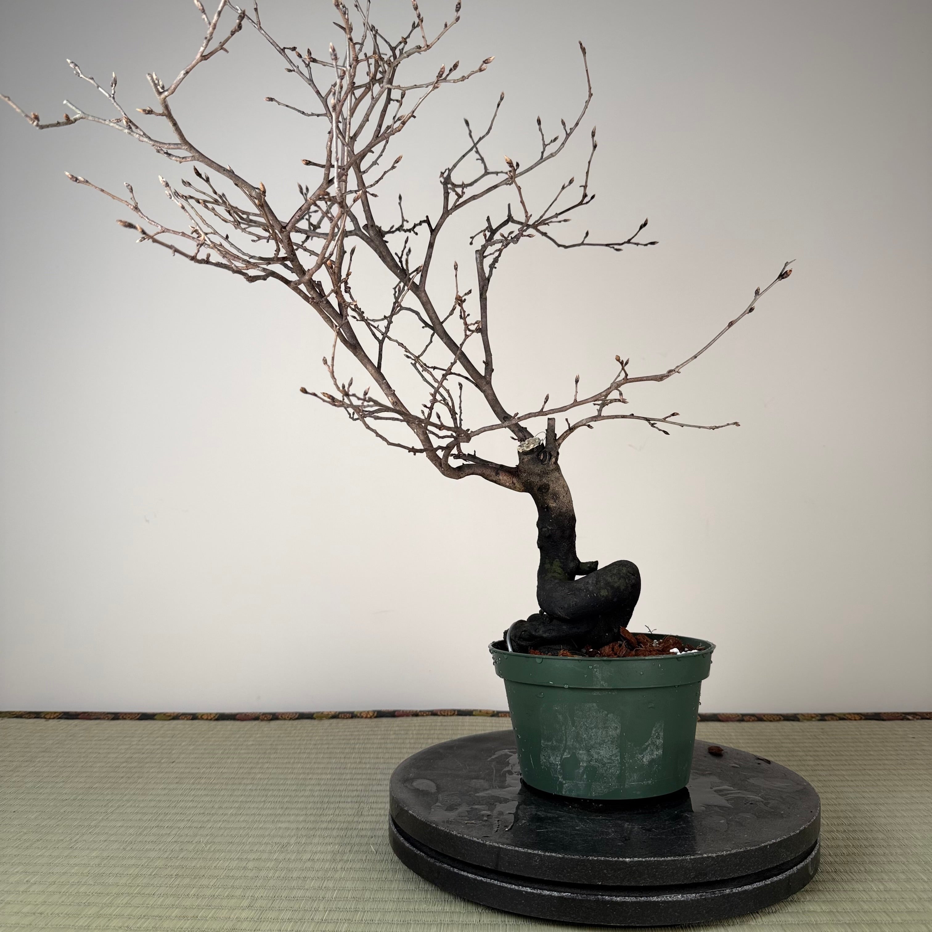 Diospyros rhombifolia