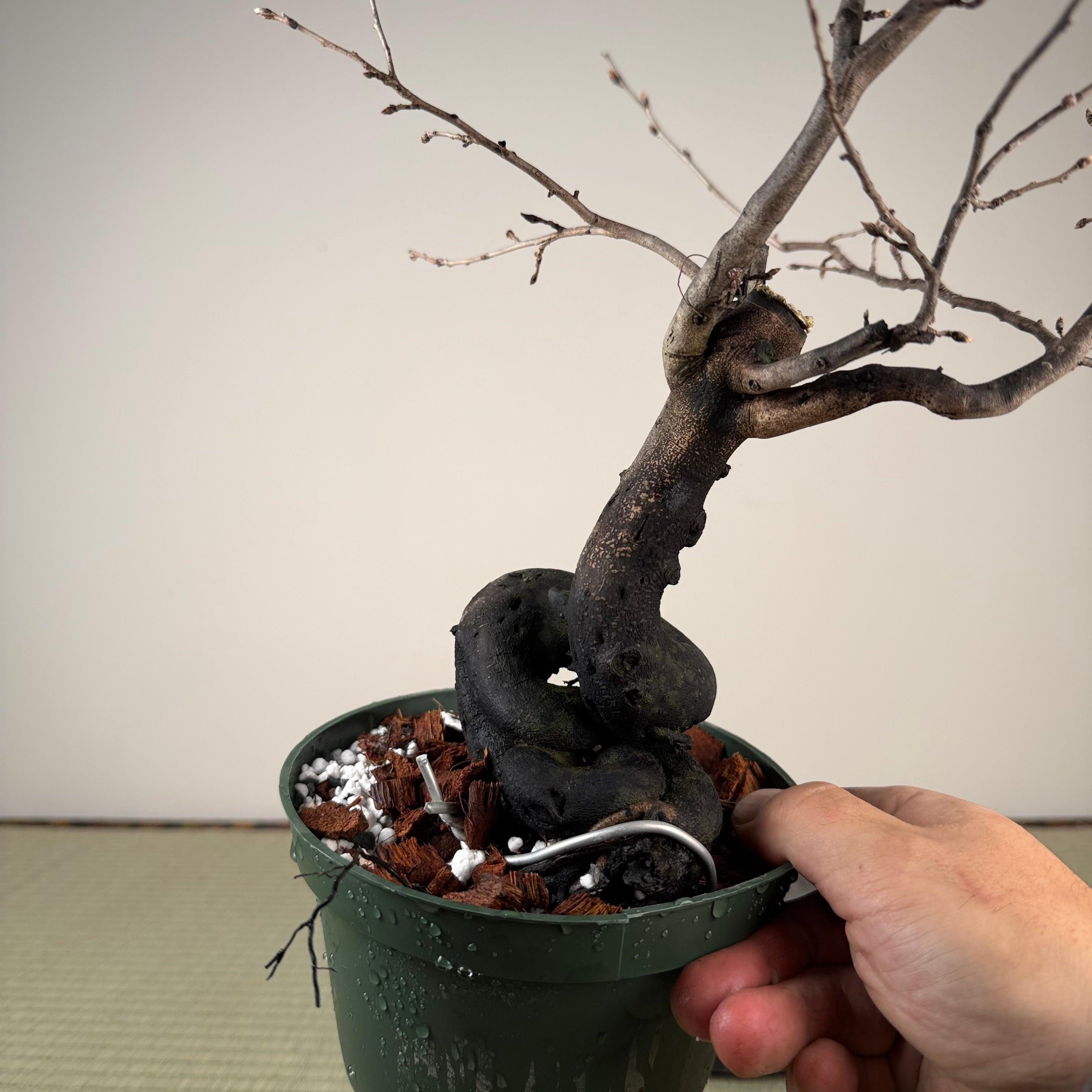 Diospyros rhombifolia