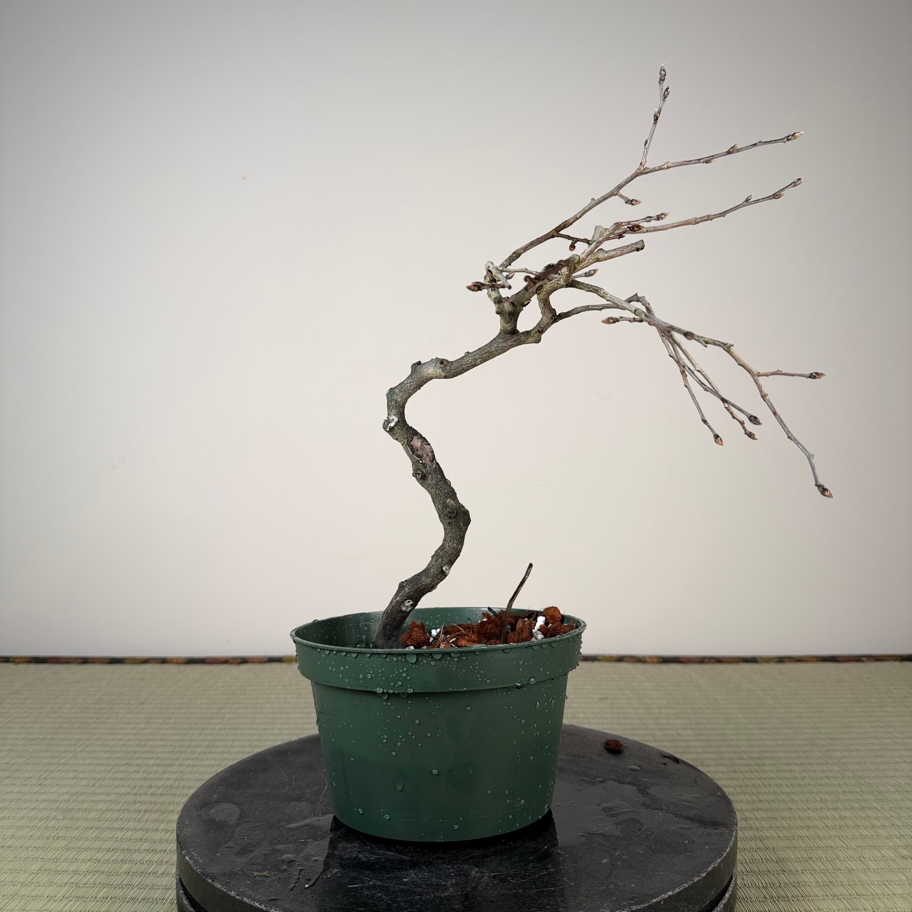 Diospyros rhombifolia