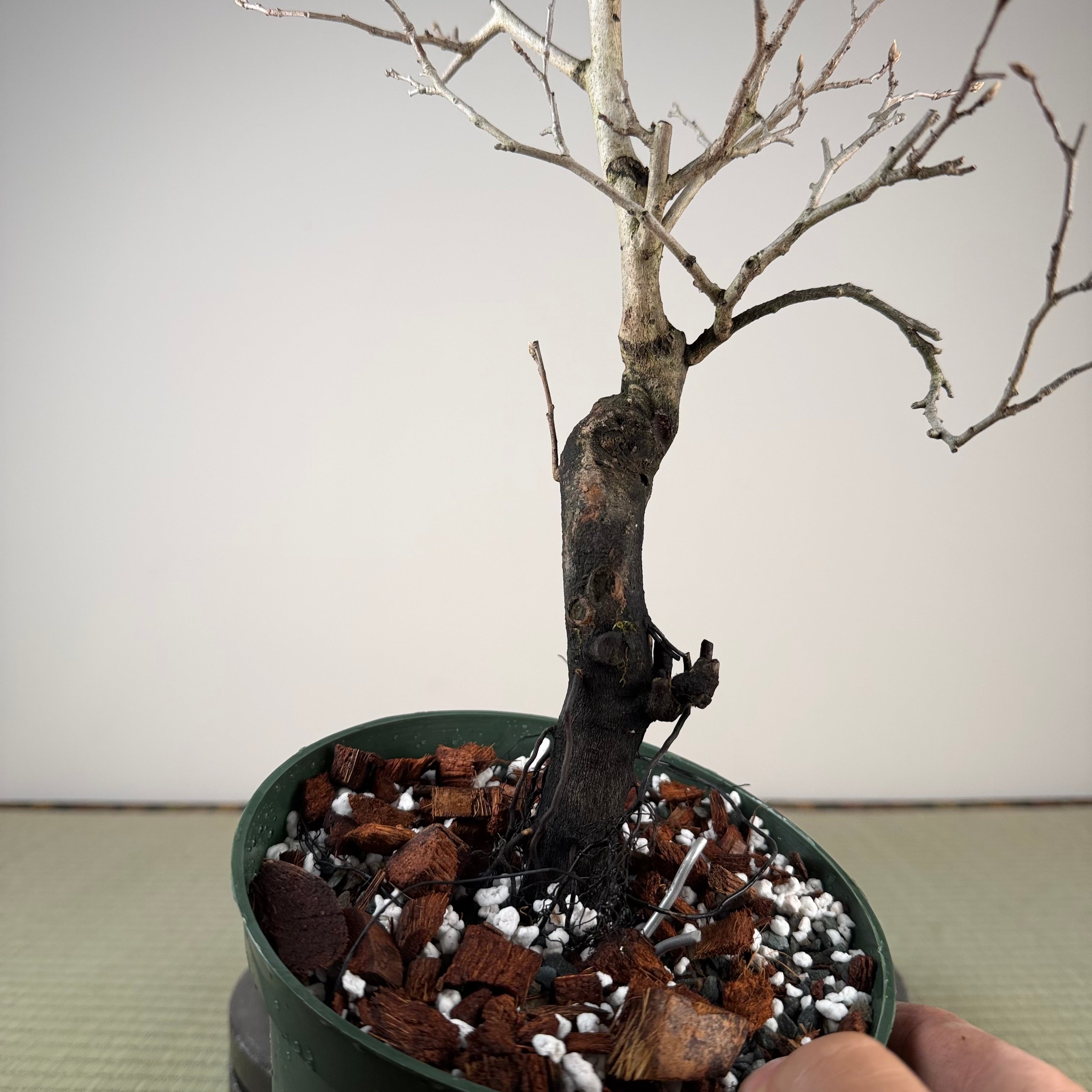 Diospyros rhombifolia