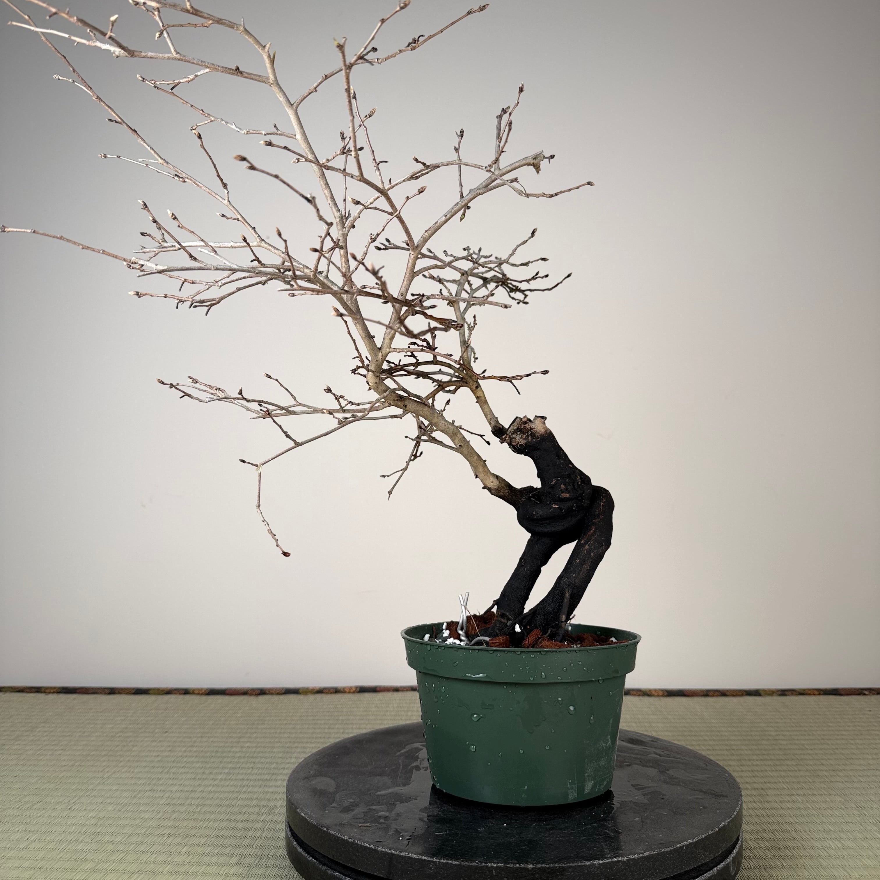 Diospyros rhombifolia