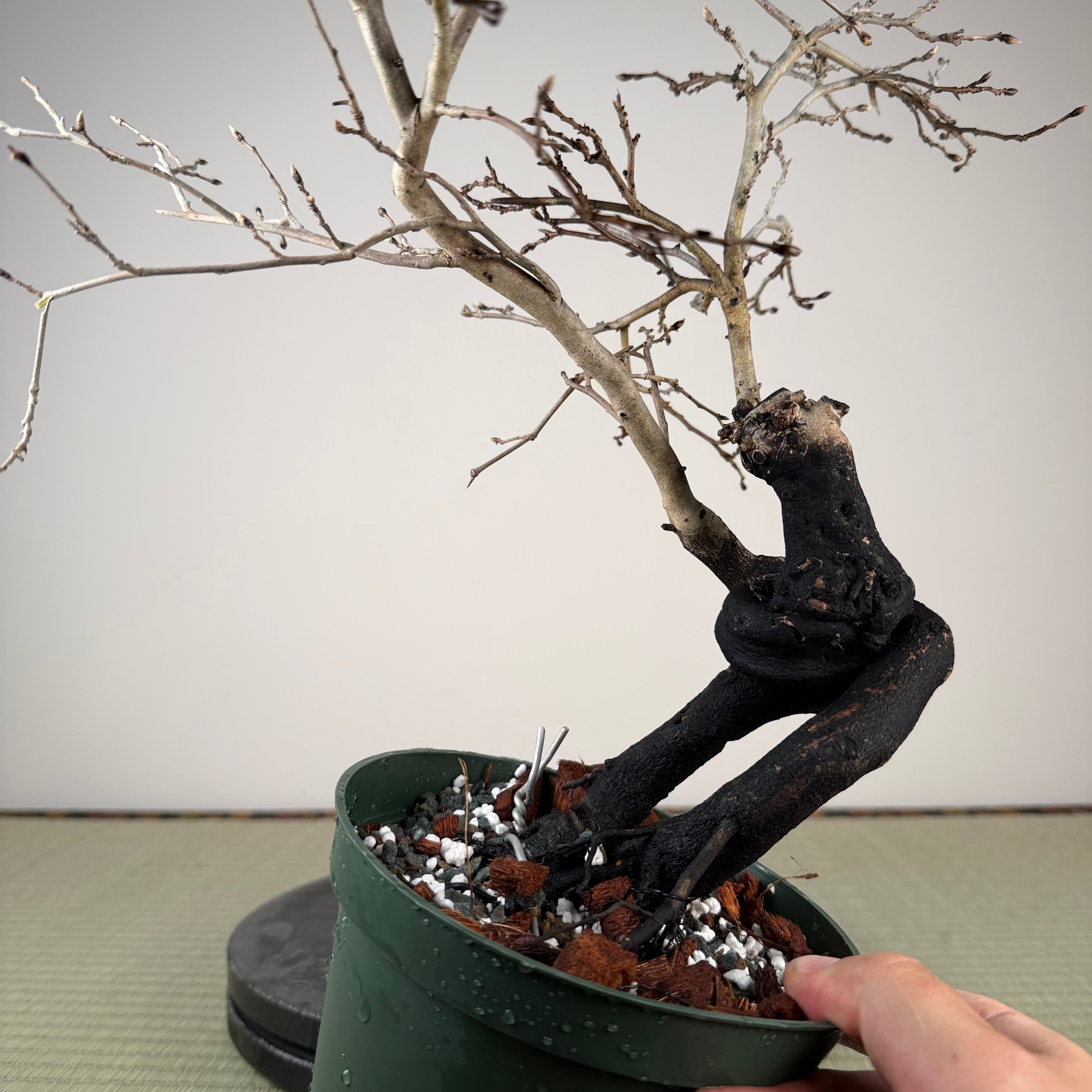 Diospyros rhombifolia