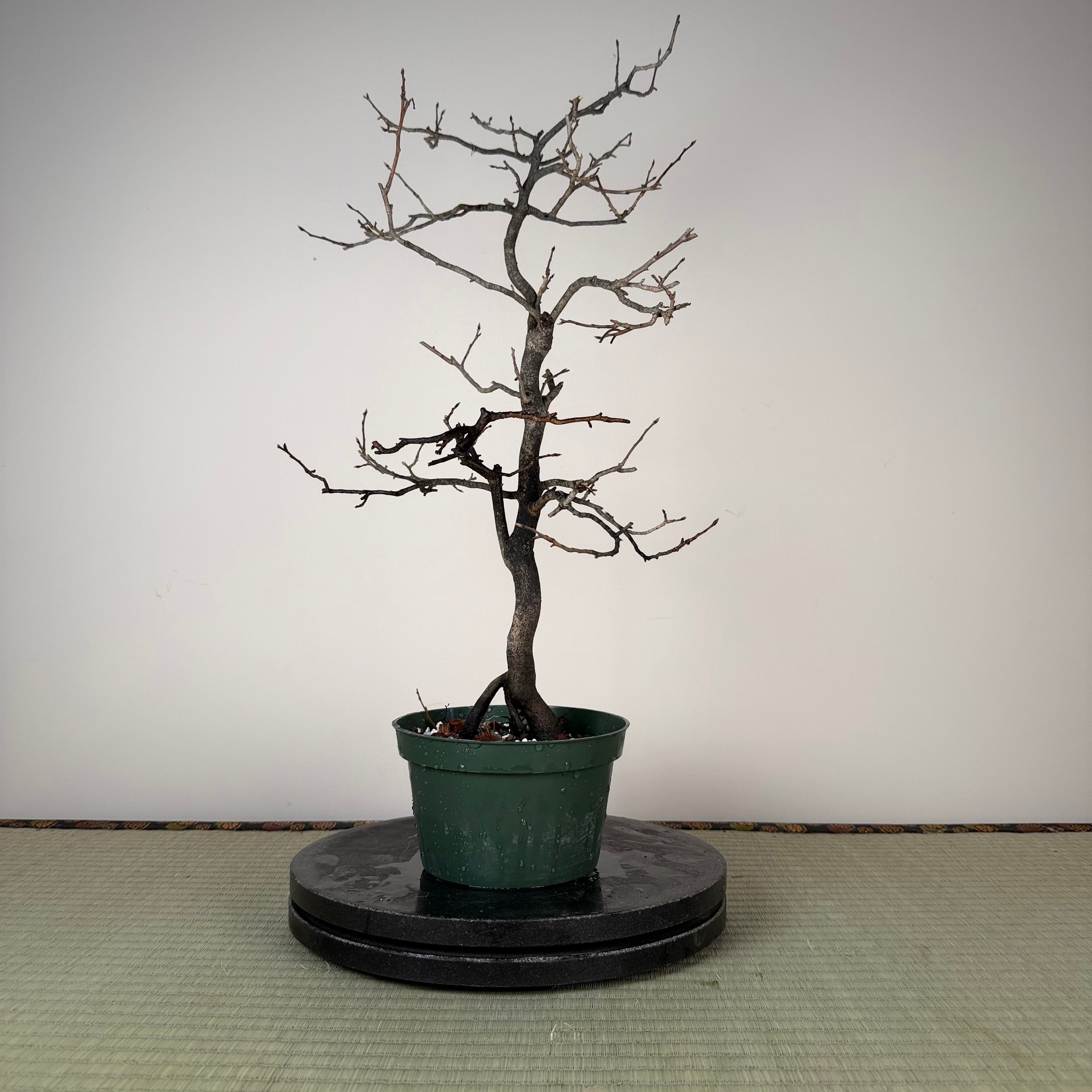 Diospyros rhombifolia