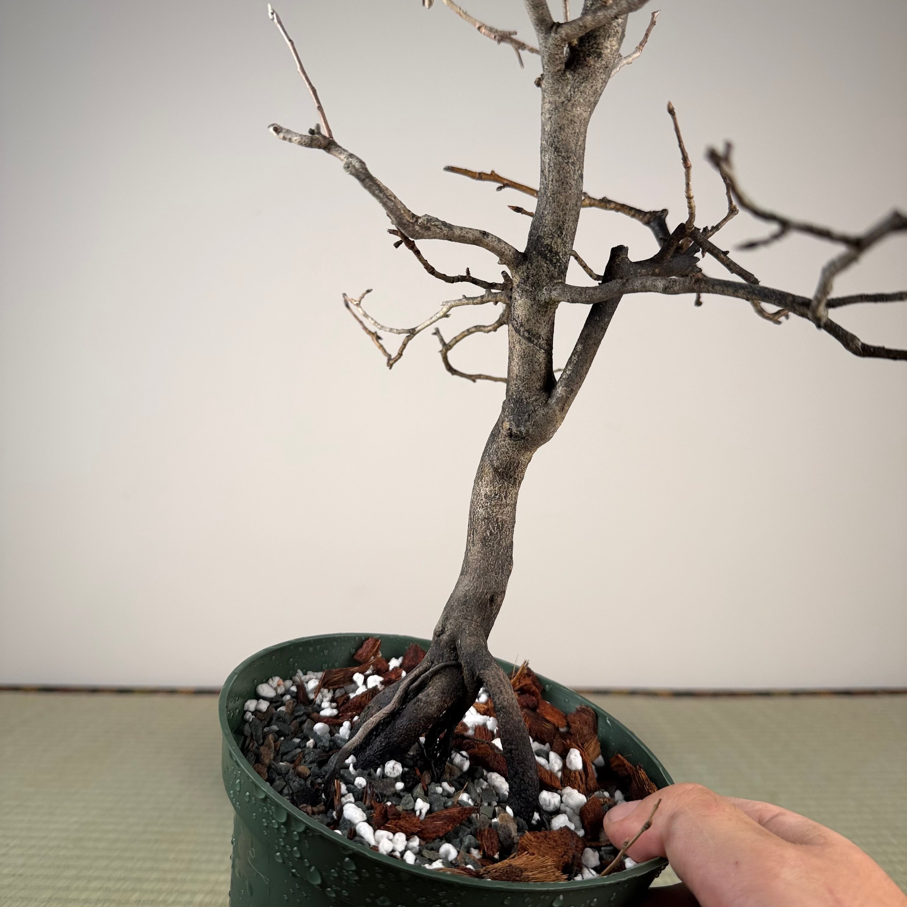 Diospyros rhombifolia