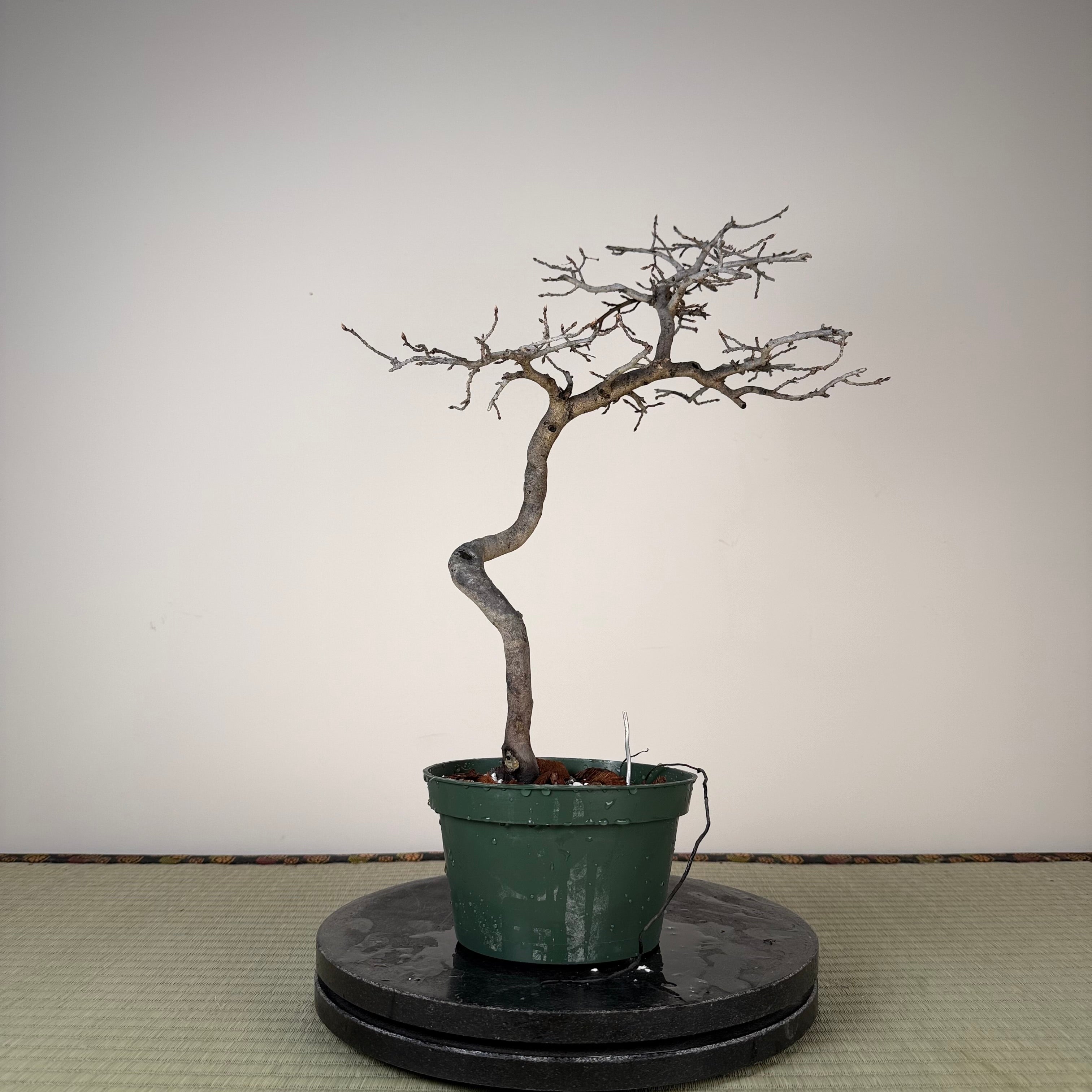 Diospyros rhombifolia