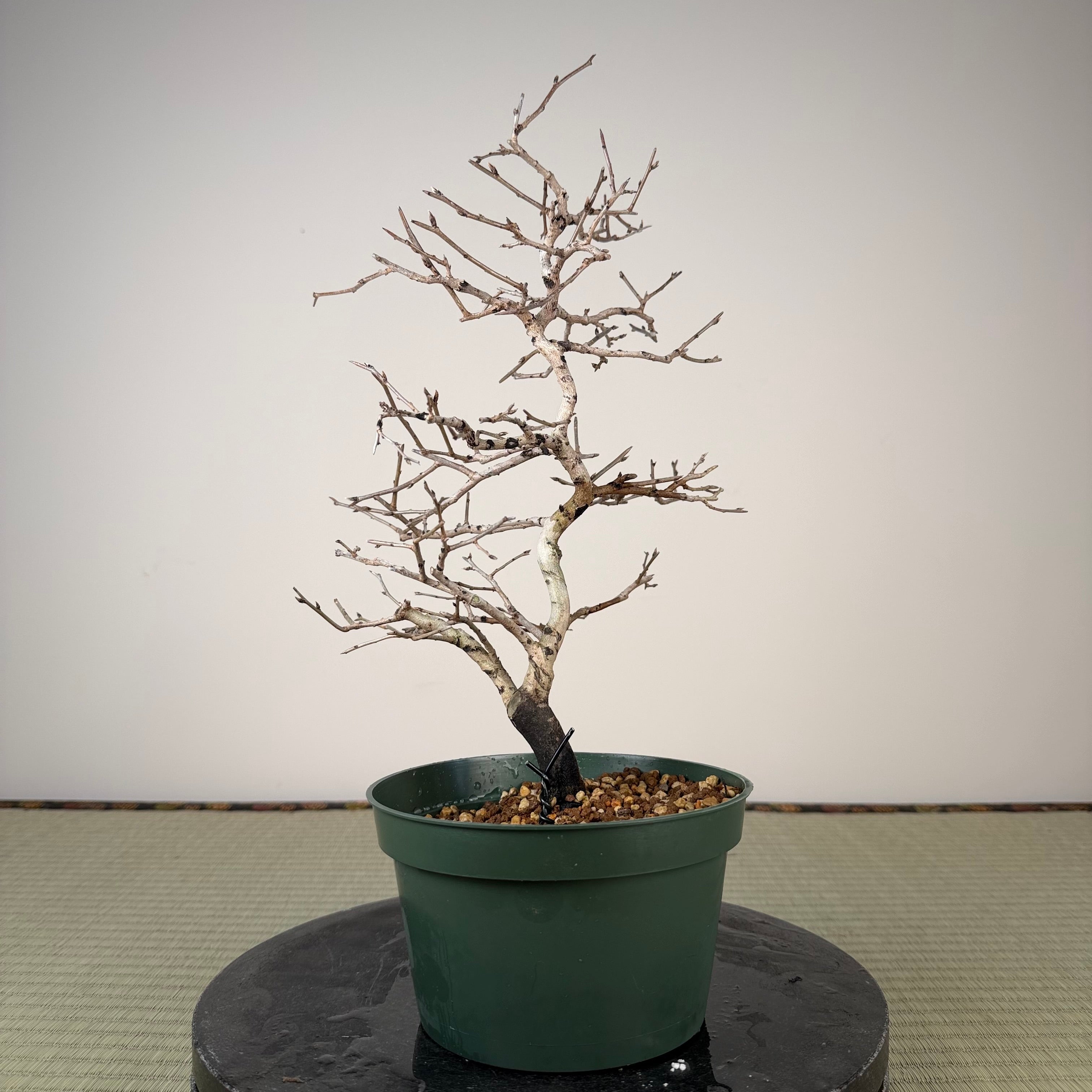 Diospyros rhombifolia