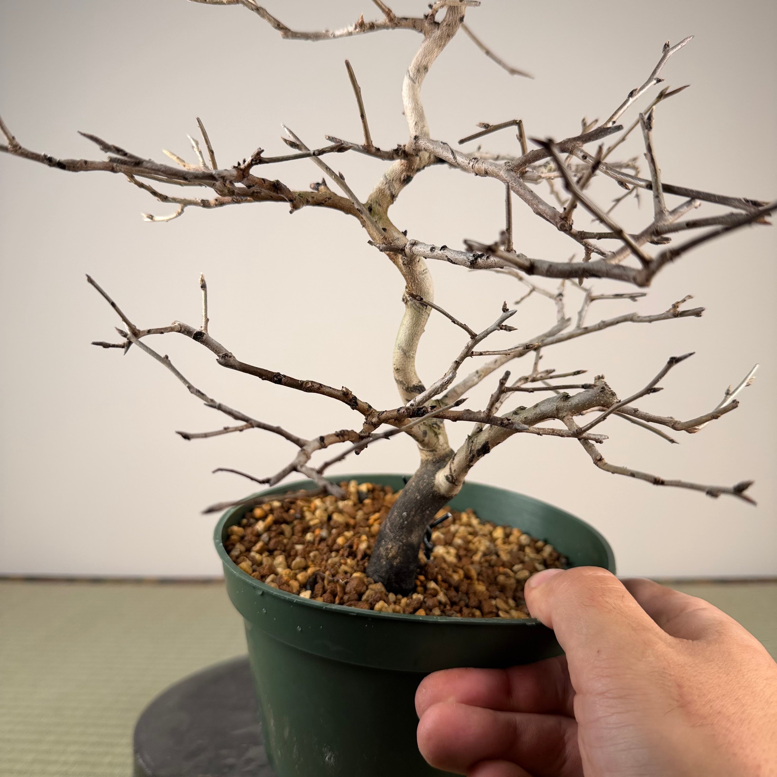 Diospyros rhombifolia