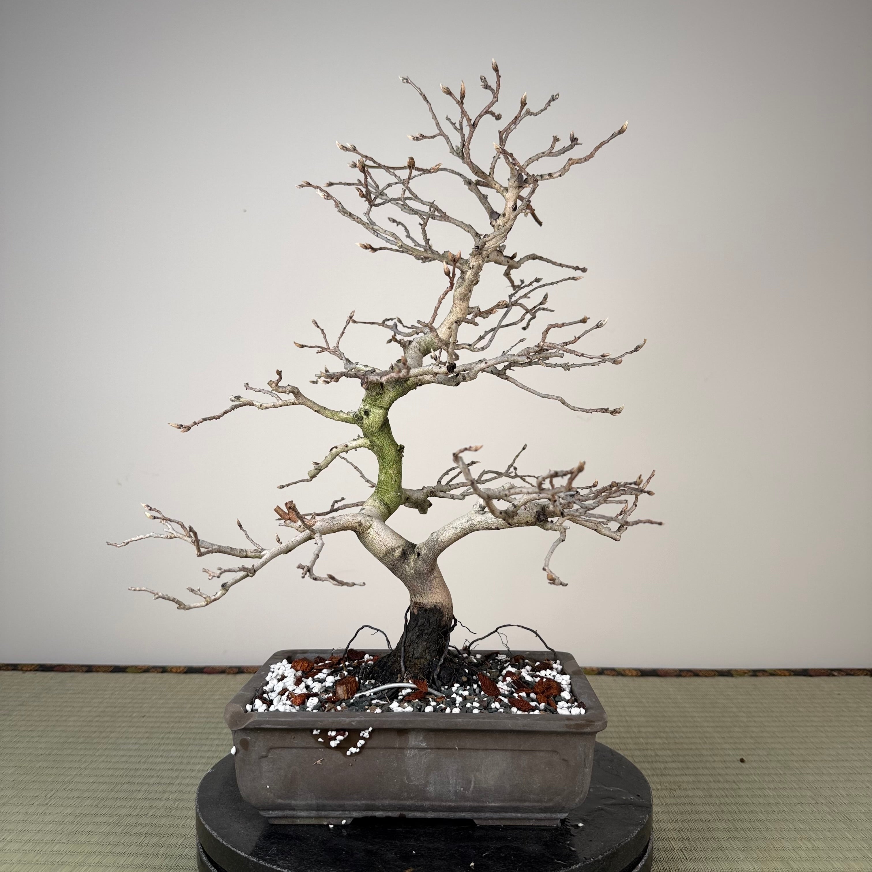 Diospyros rhombifolia