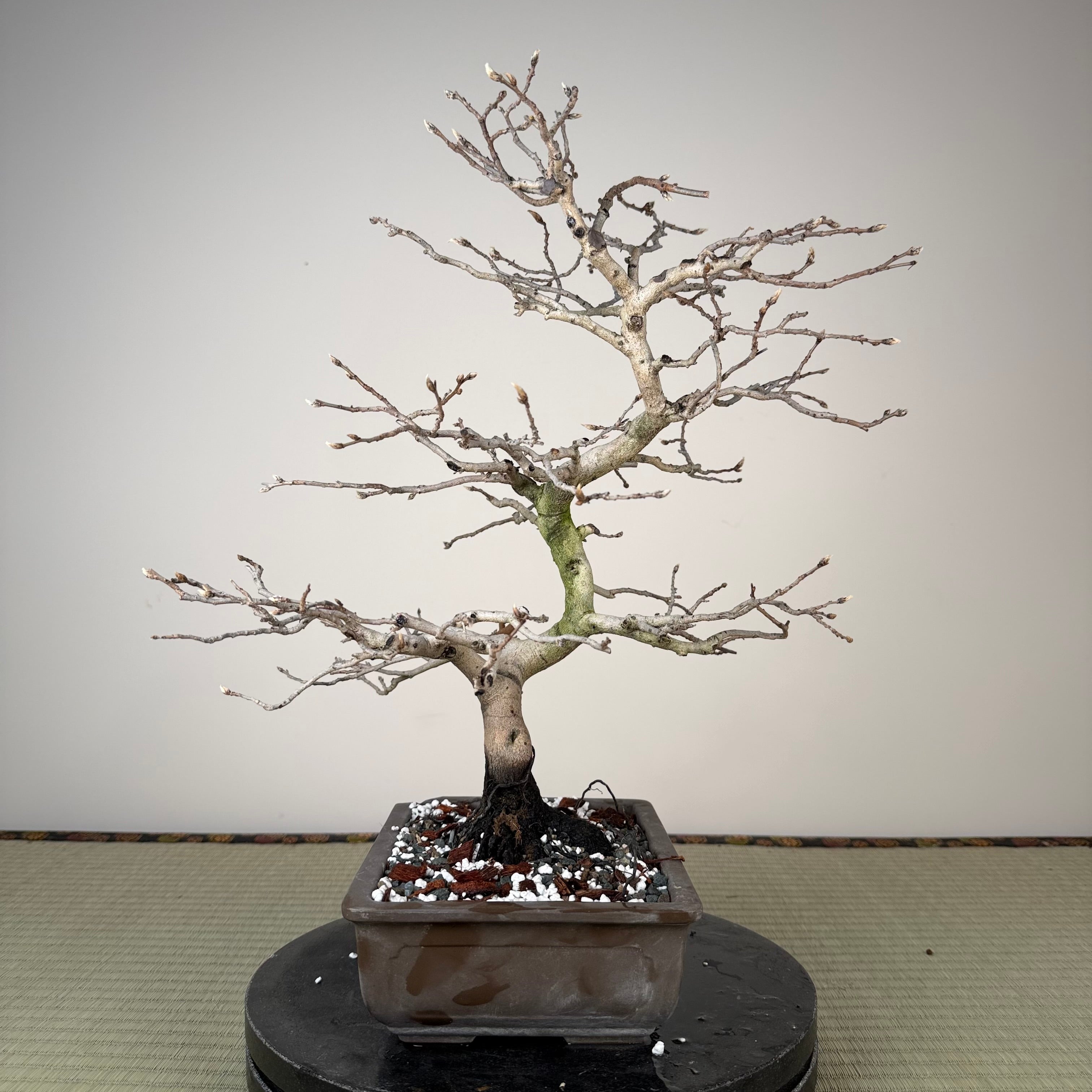 Diospyros rhombifolia