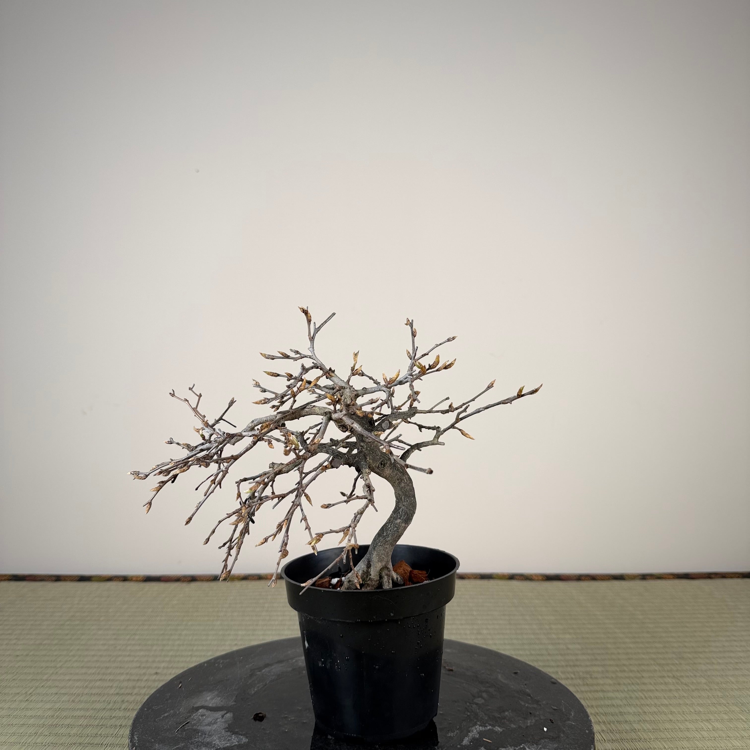 Diospyros rhombifolia