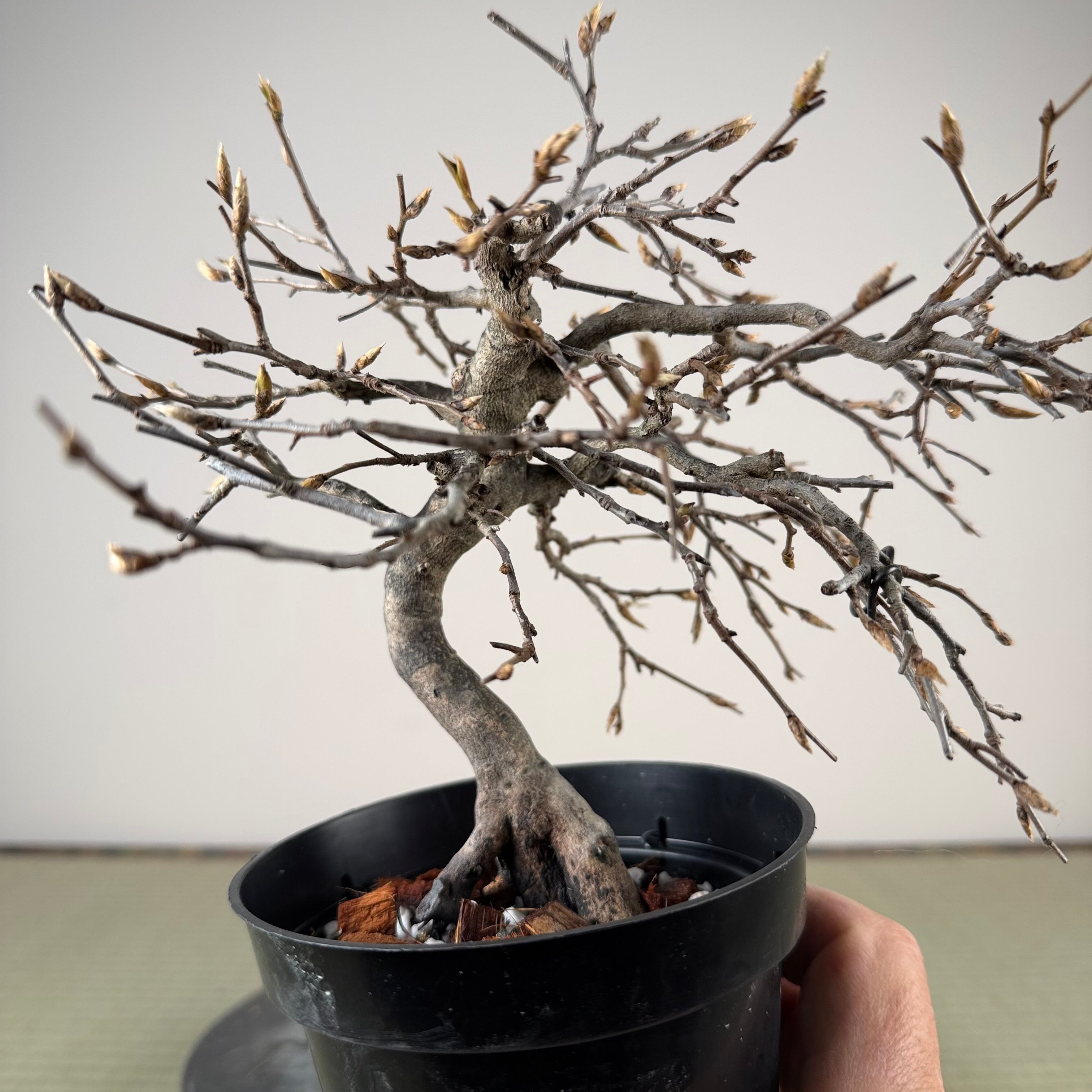 Diospyros rhombifolia