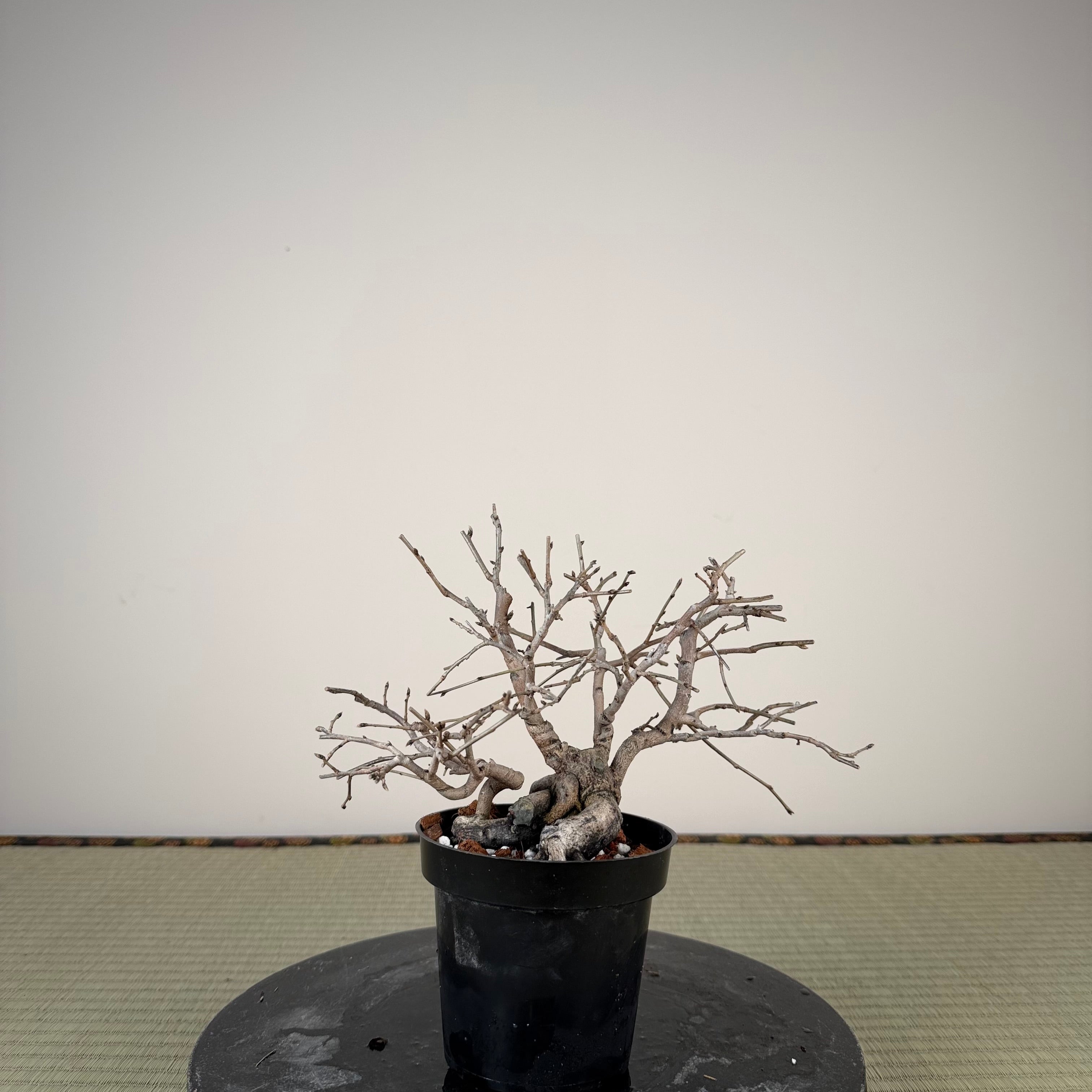 Diospyros rhombifolia