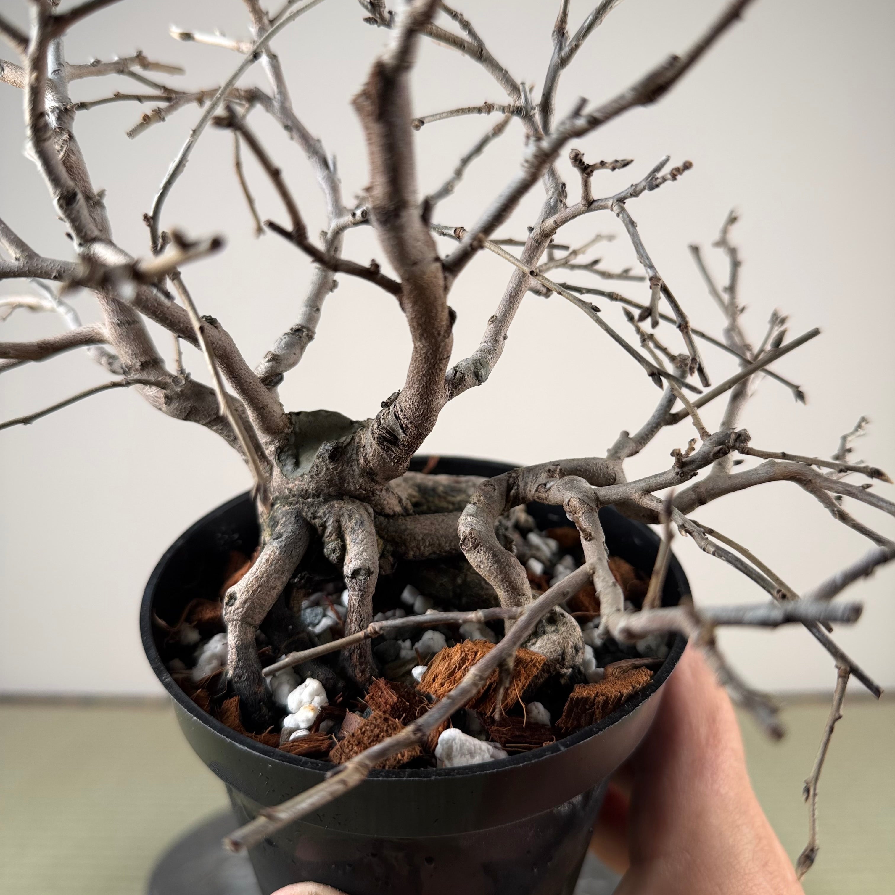 Diospyros rhombifolia