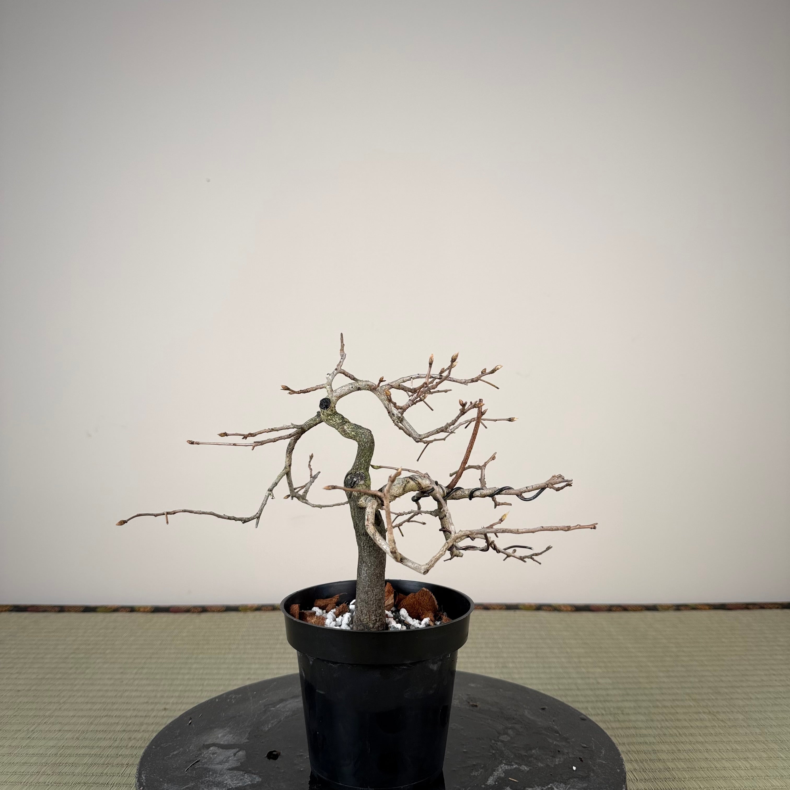 Diospyros rhombifolia