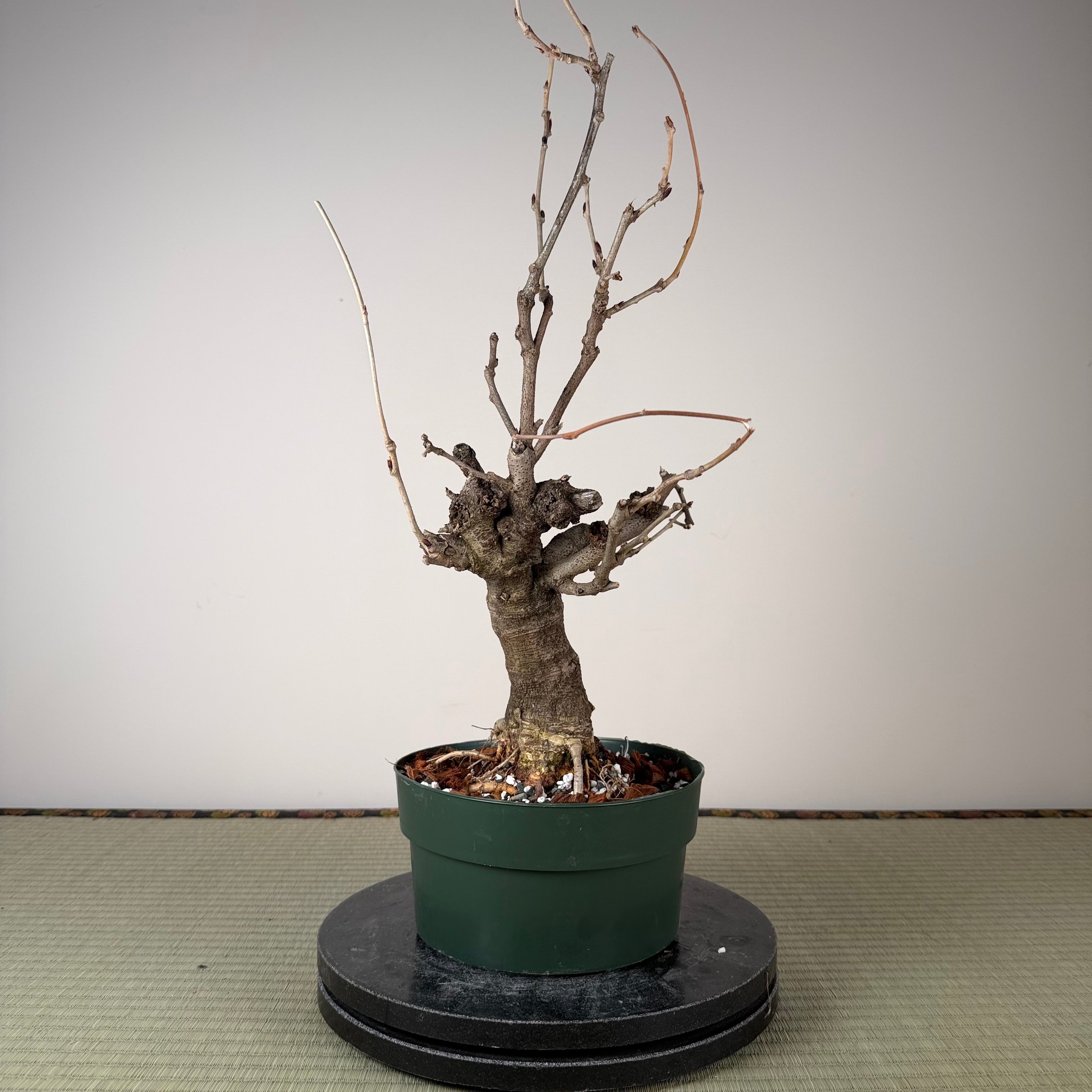 Wisteria floribunda