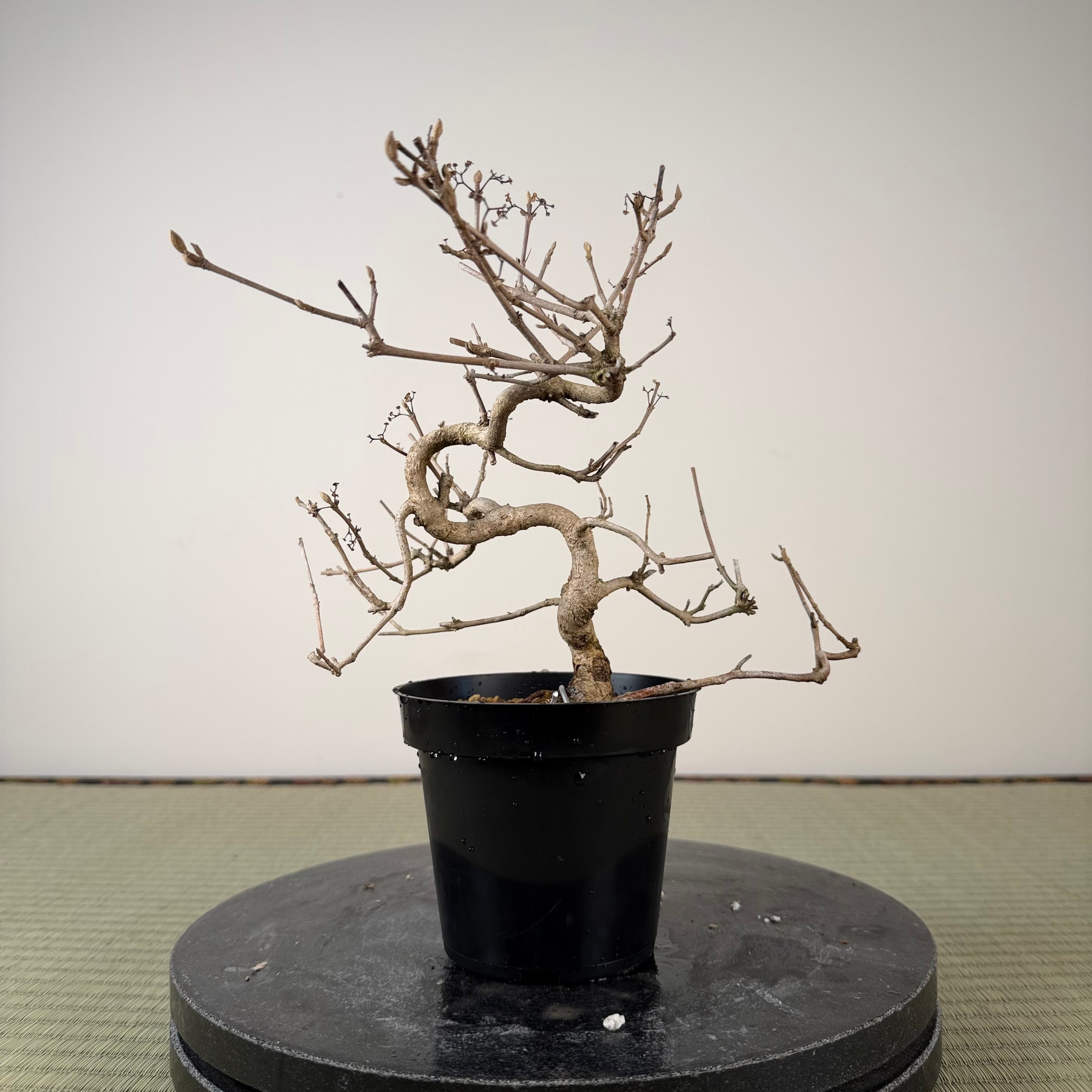 Callicarpa japonica (Toyoda-san)