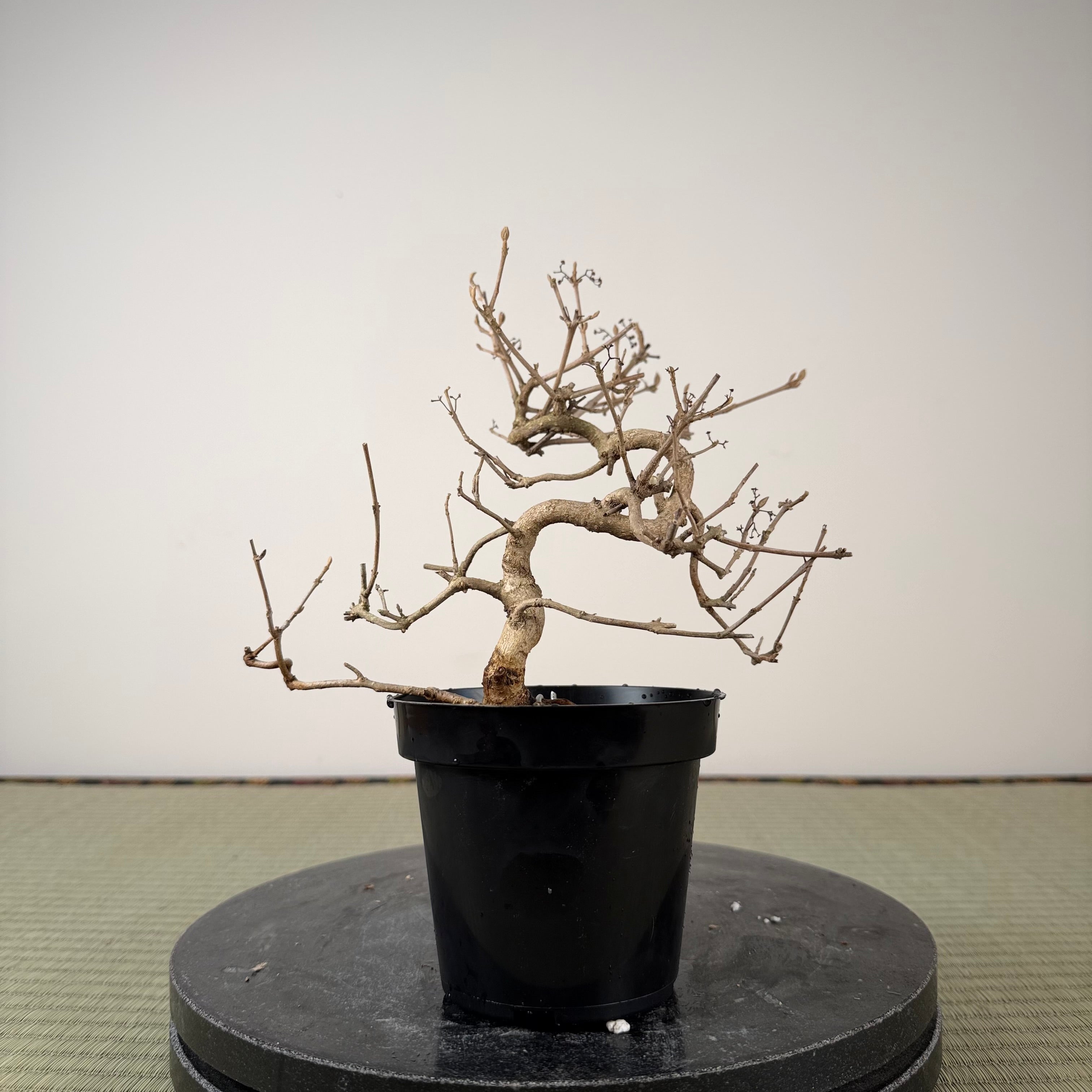 Callicarpa japonica (Toyoda-san)